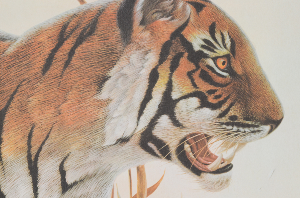John Ruthven Limited Edition Offset Lithograph "Bengal Tiger"