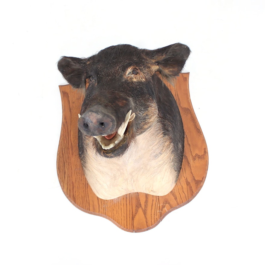 Taxidermy Boar Head