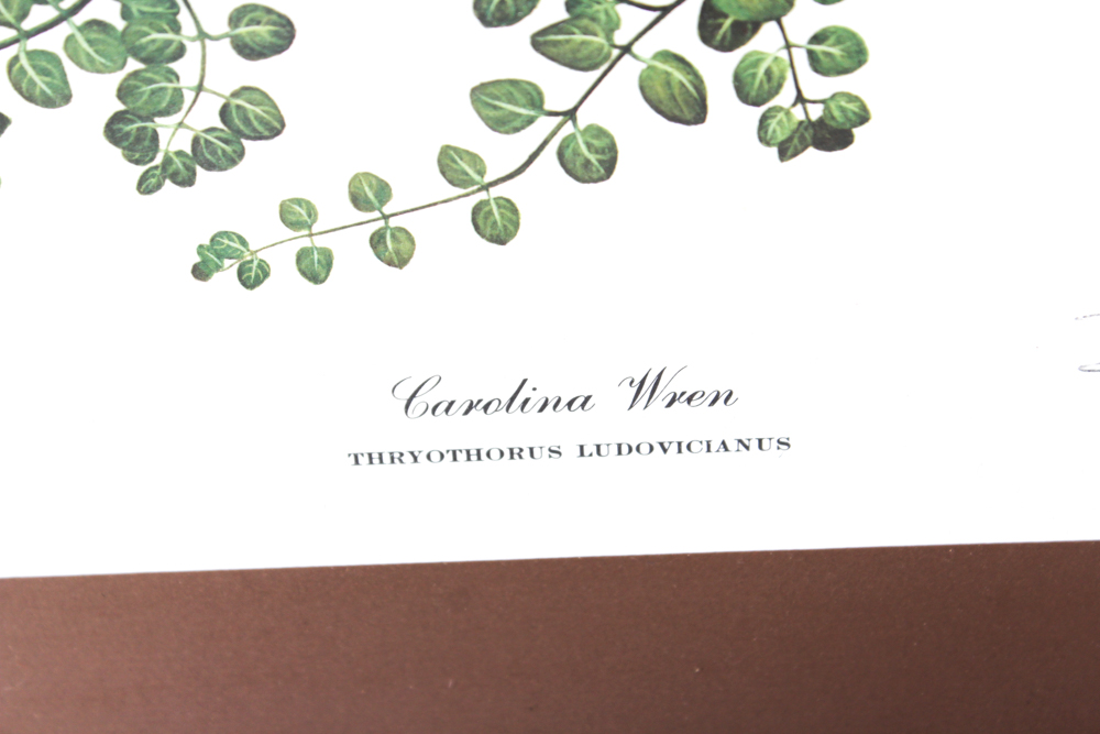 Ray Harm Signed "Carolina Wren" Offset Lithograph Print