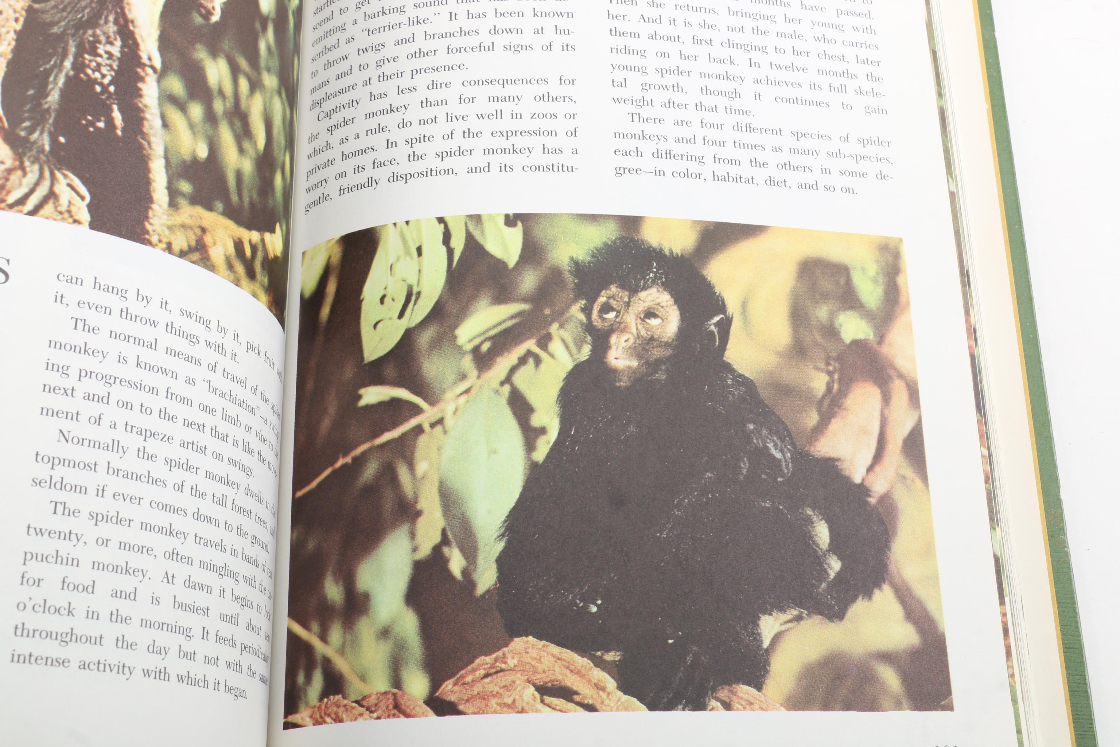 1964 "Walt Disney's Worlds of Nature"