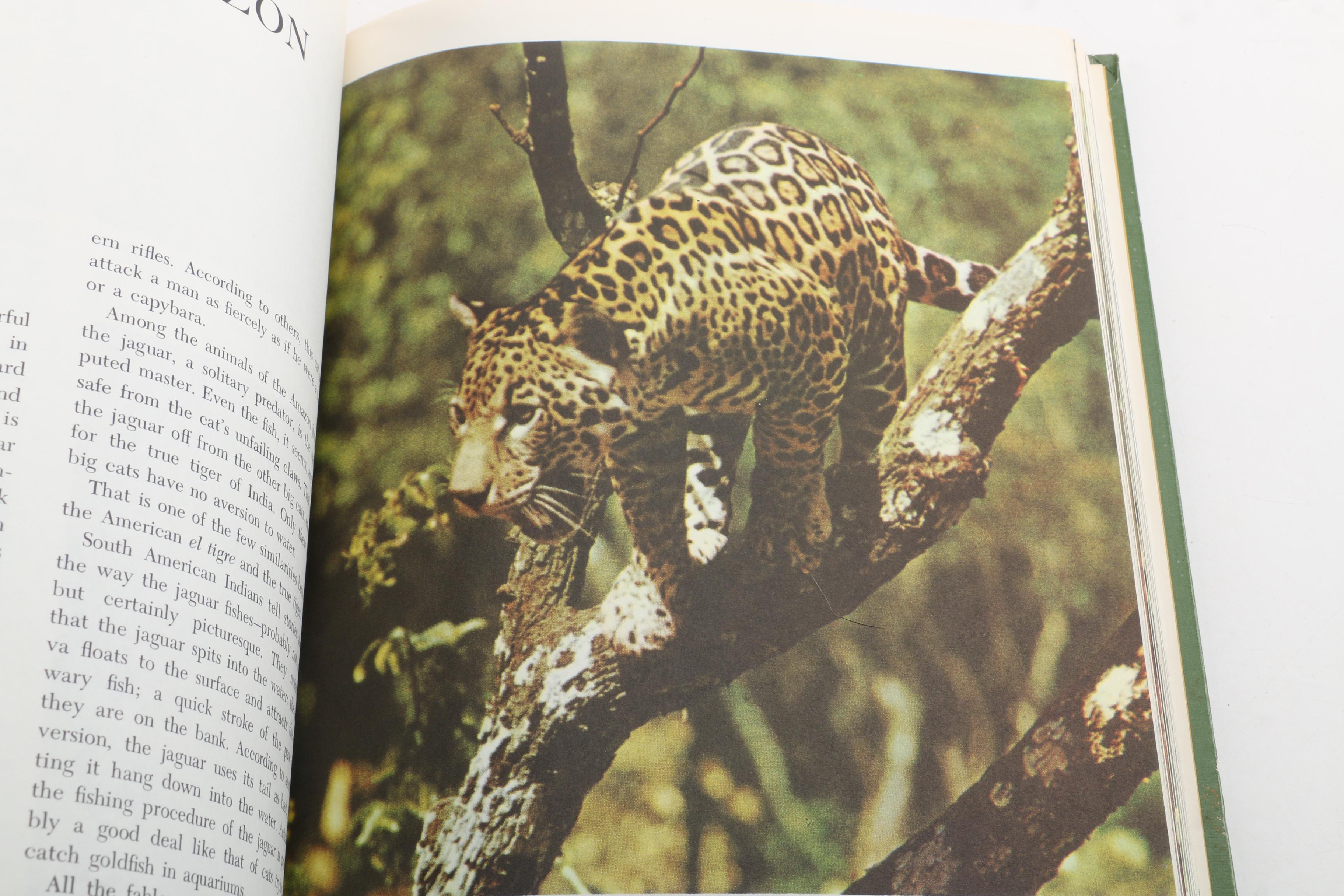 1964 "Walt Disney's Worlds of Nature"