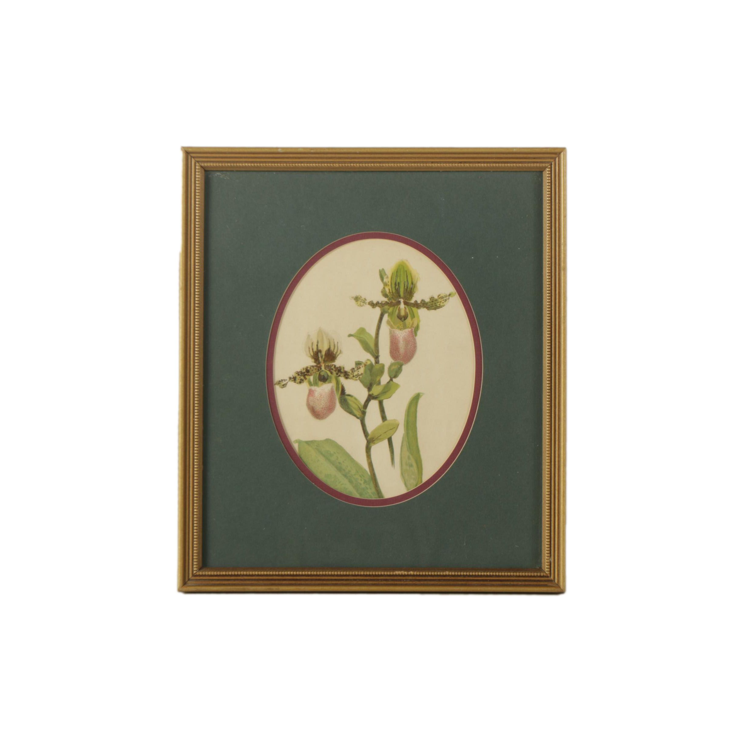 Botanical Chromolithograph on Paper of a Showy Lady's-Slipper Orchid