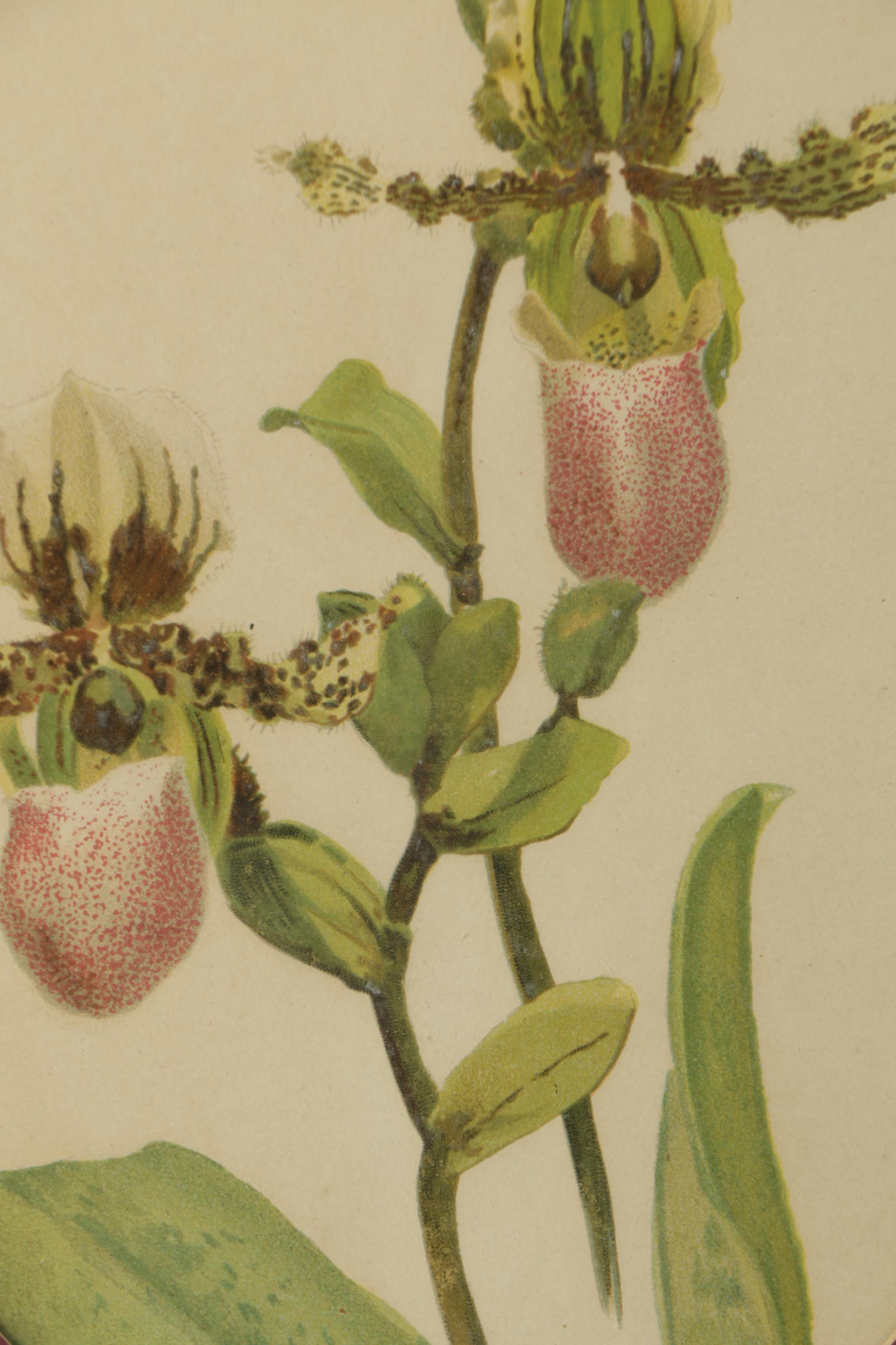 Botanical Chromolithograph on Paper of a Showy Lady's-Slipper Orchid