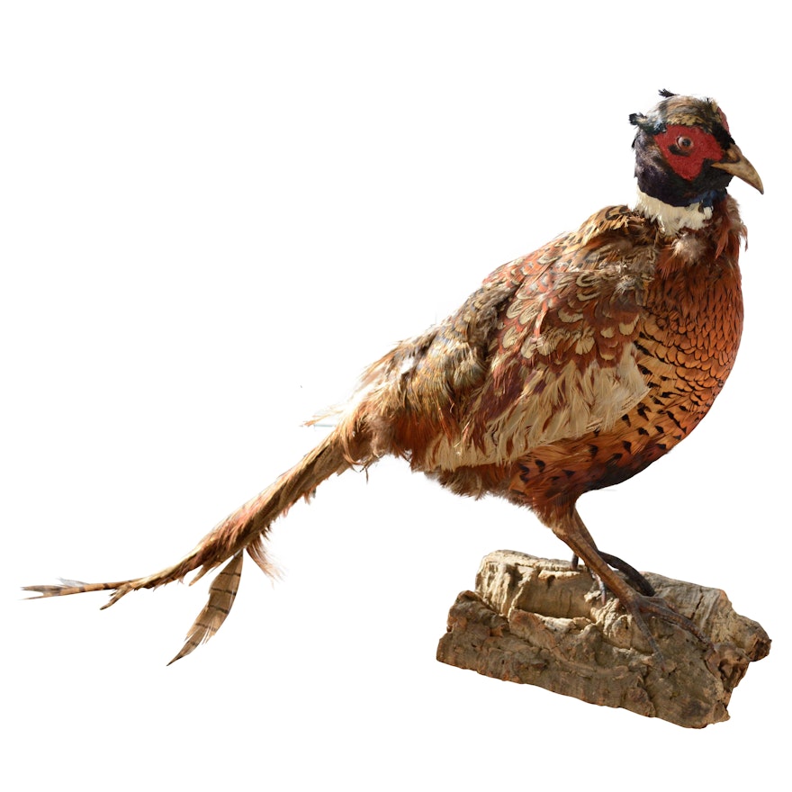 Taxidermy Pheasant