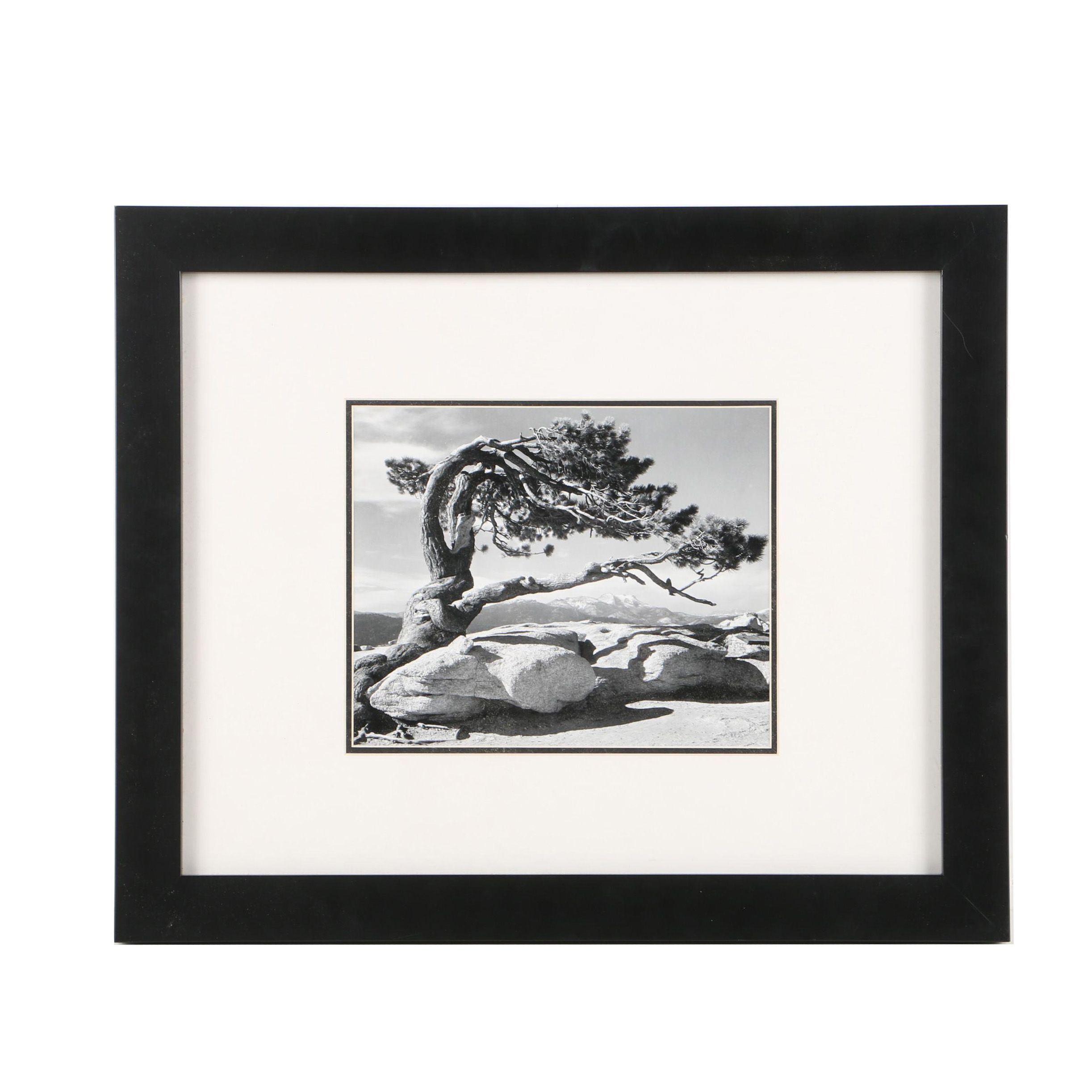 Reproduction Print on Paper After Ansel Adams "Jeffery Pine -Yosemite 1940"