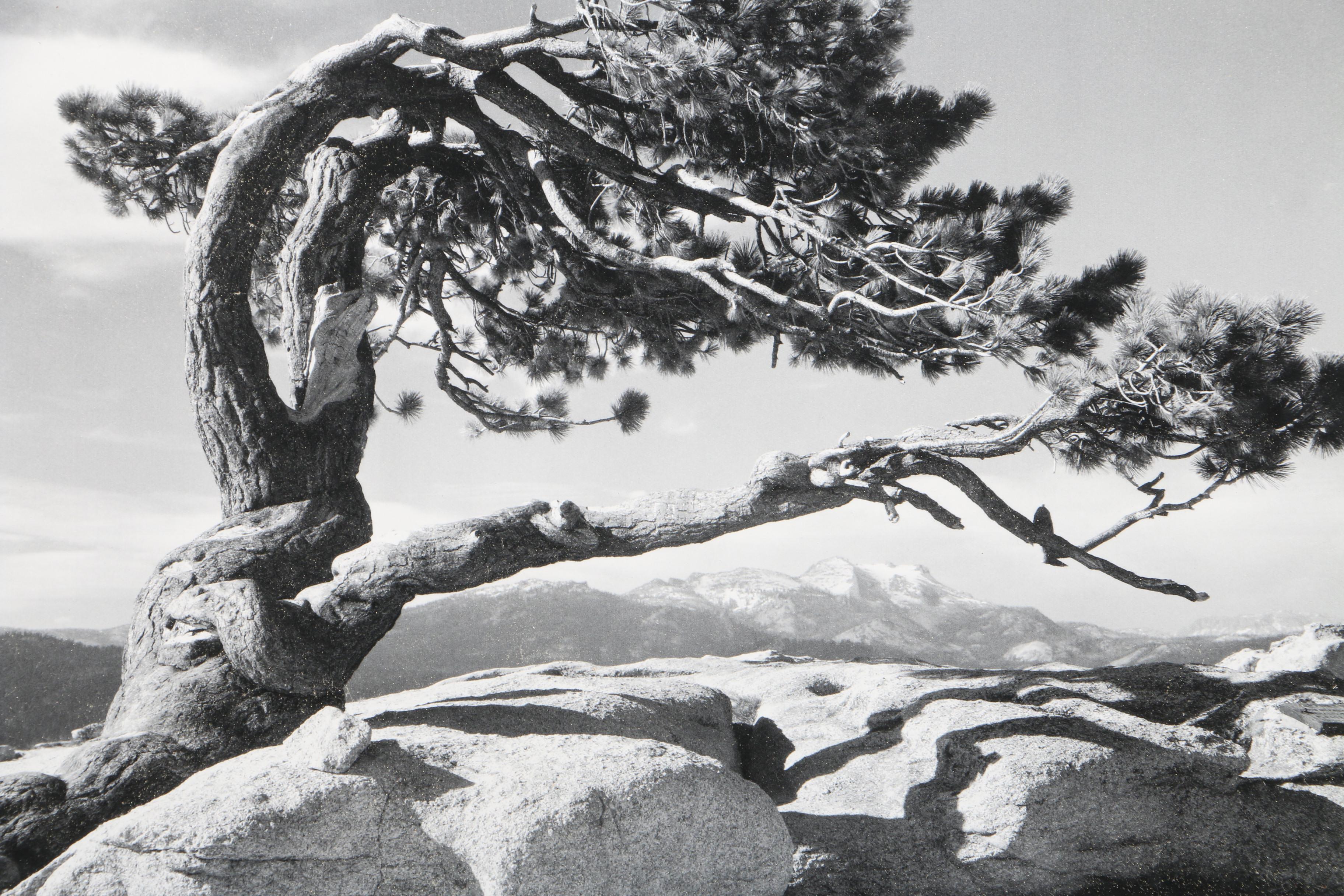 Reproduction Print on Paper After Ansel Adams "Jeffery Pine -Yosemite 1940"