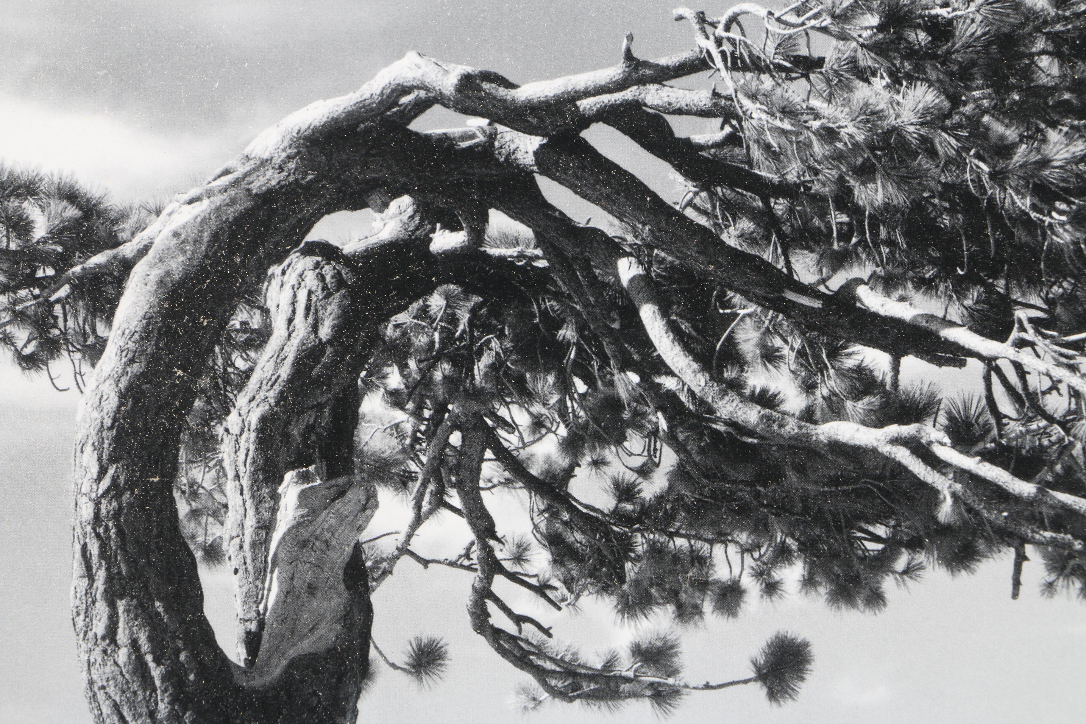Reproduction Print on Paper After Ansel Adams "Jeffery Pine -Yosemite 1940"