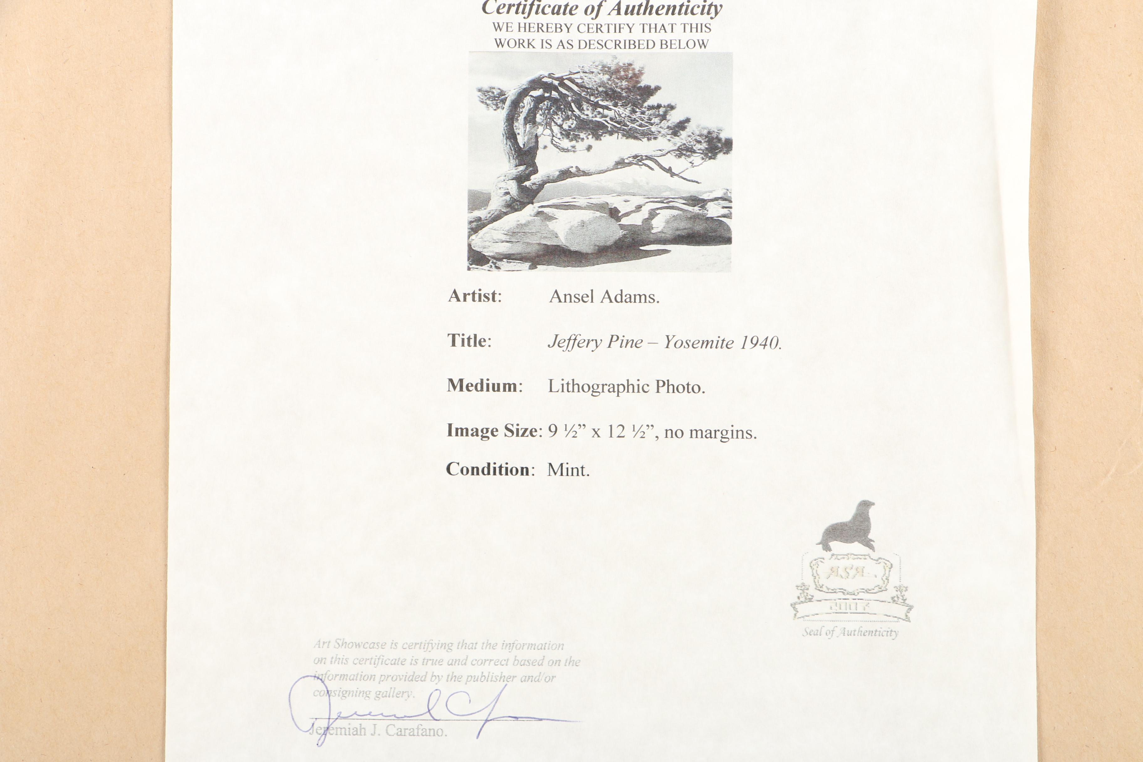 Reproduction Print on Paper After Ansel Adams "Jeffery Pine -Yosemite 1940"