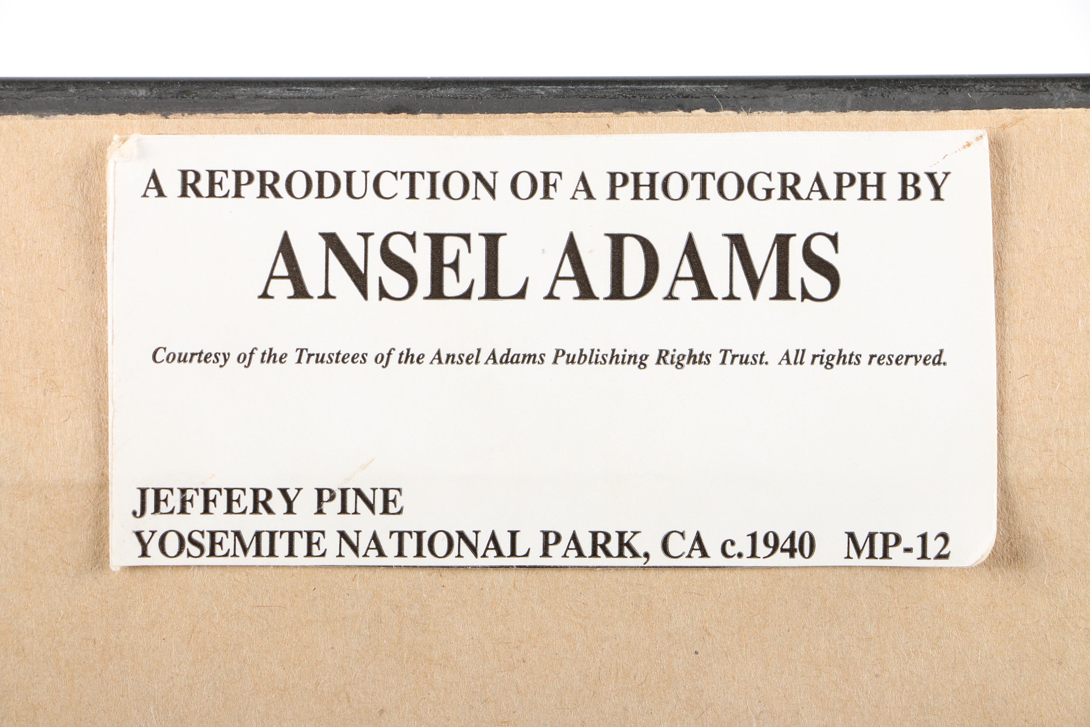 Reproduction Print on Paper After Ansel Adams "Jeffery Pine -Yosemite 1940"