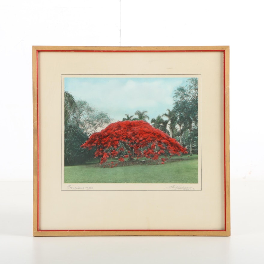 Attributed to James J. Williams Hand Tinted Photograph "Poinciana Regia"