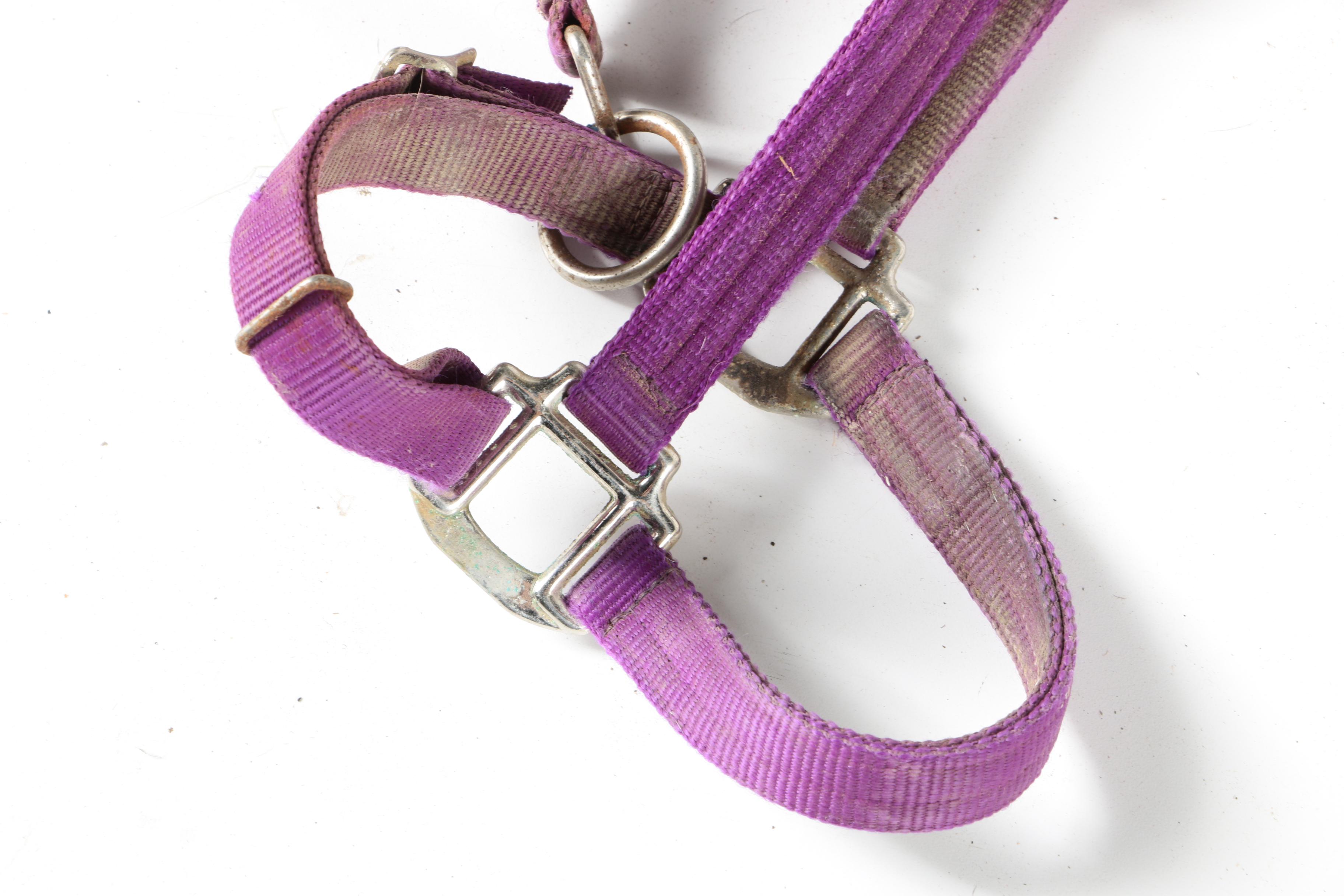Equestrian Halters, Woven Cinch, and More