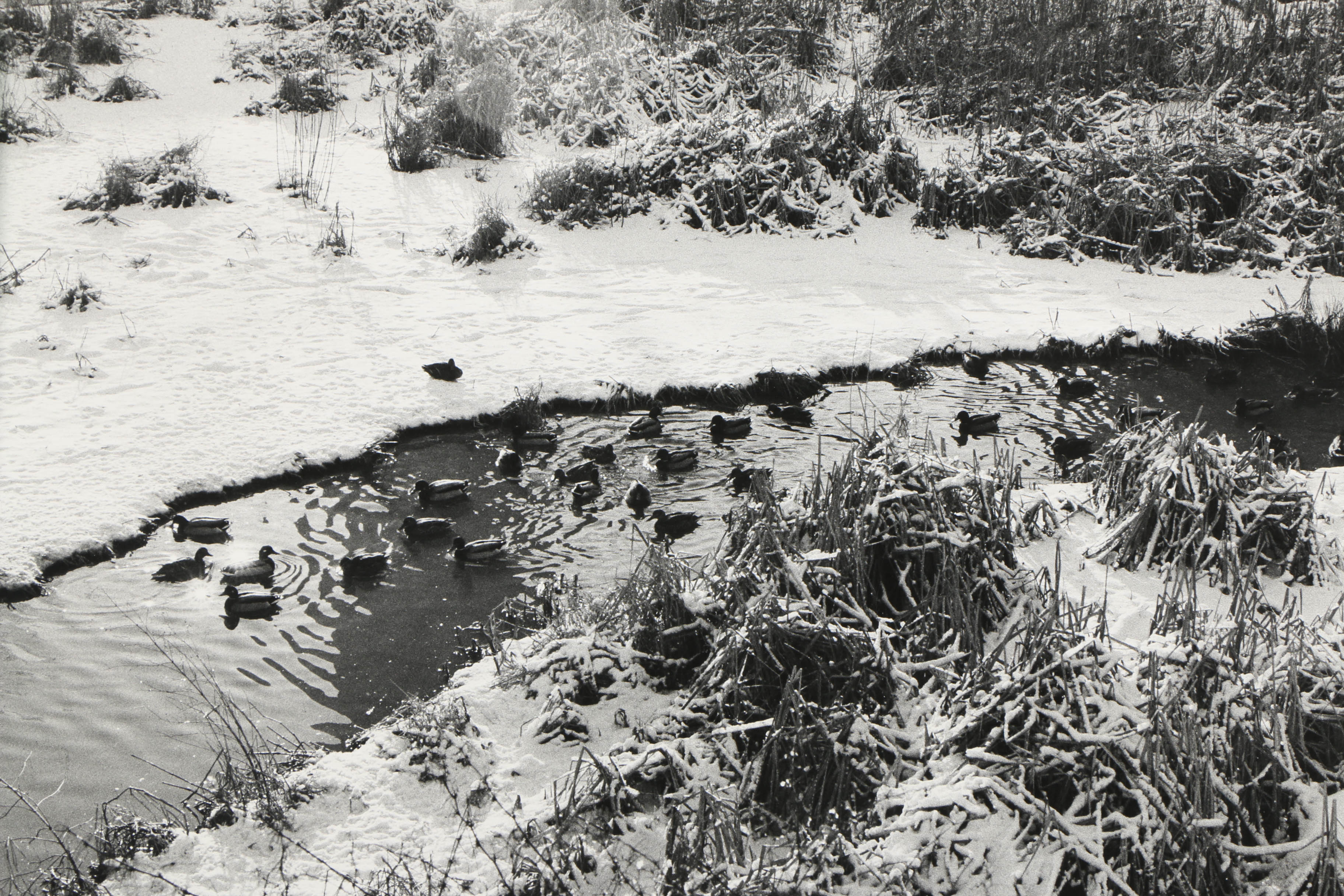 Don Werner Analog Photograph