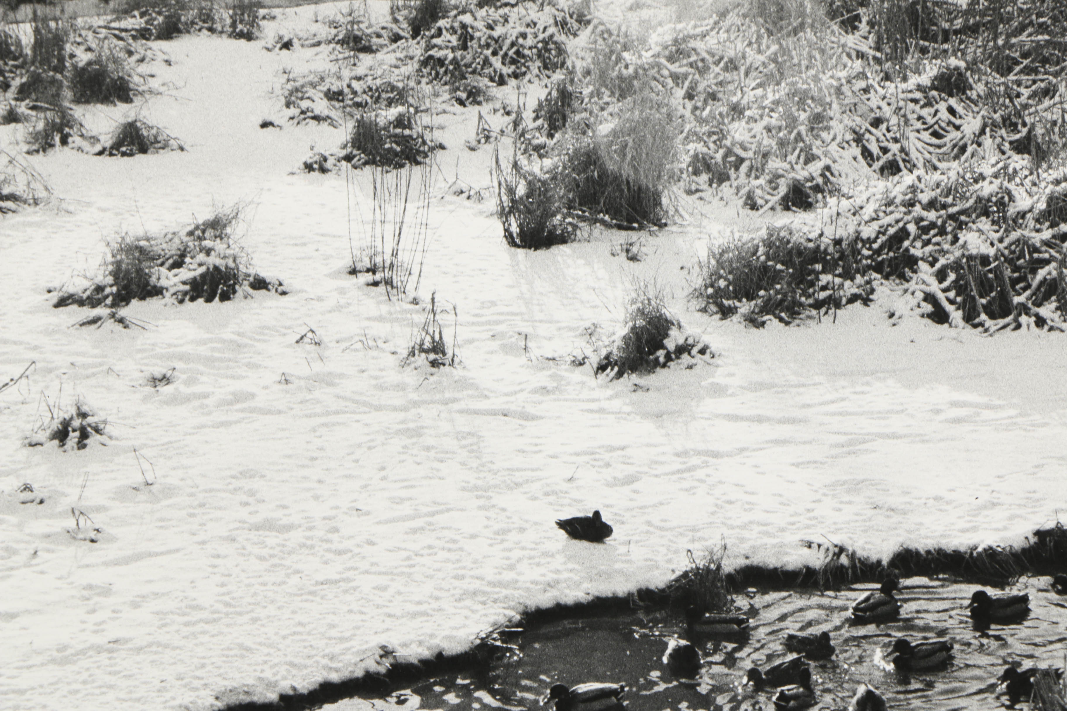 Don Werner Analog Photograph