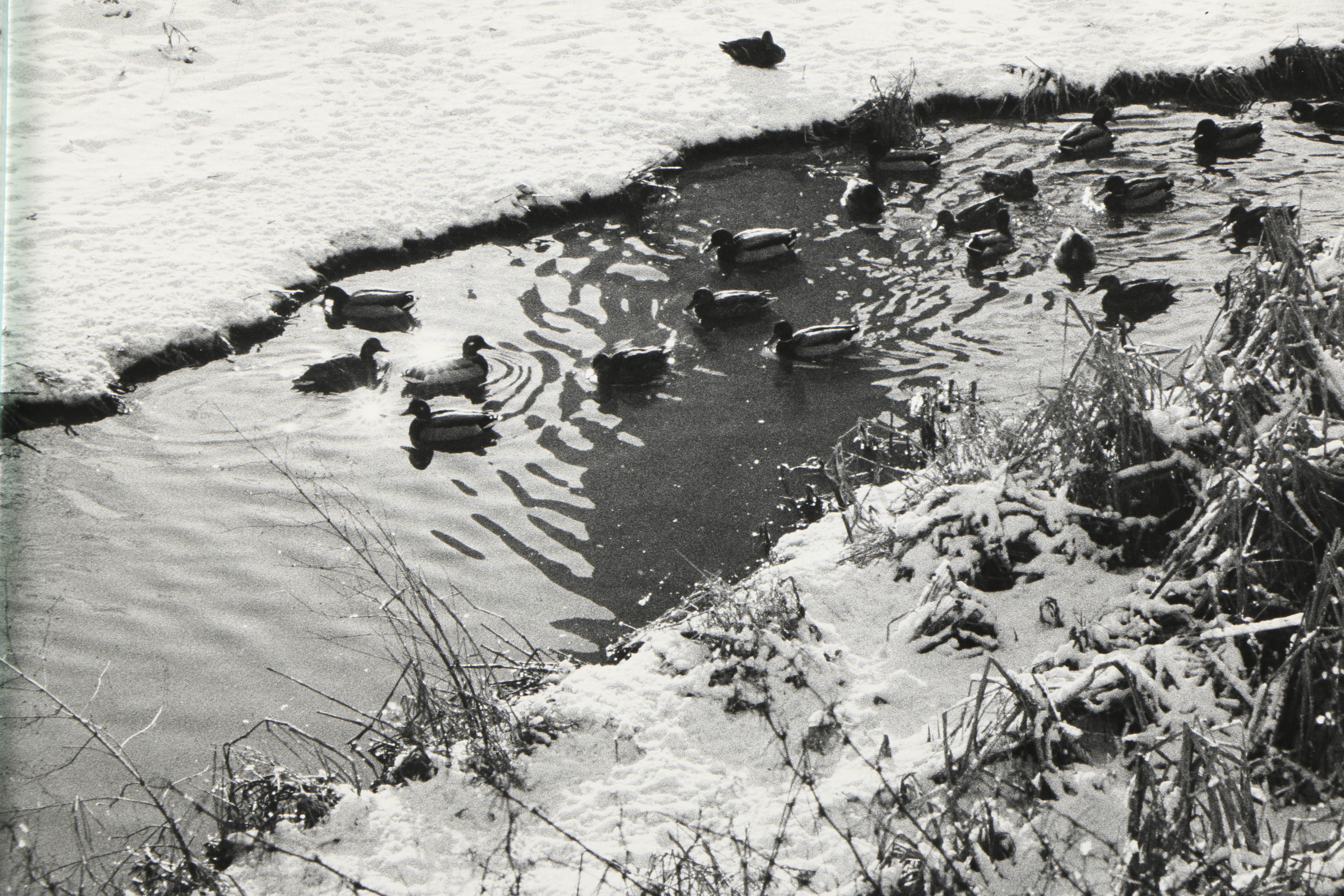 Don Werner Analog Photograph