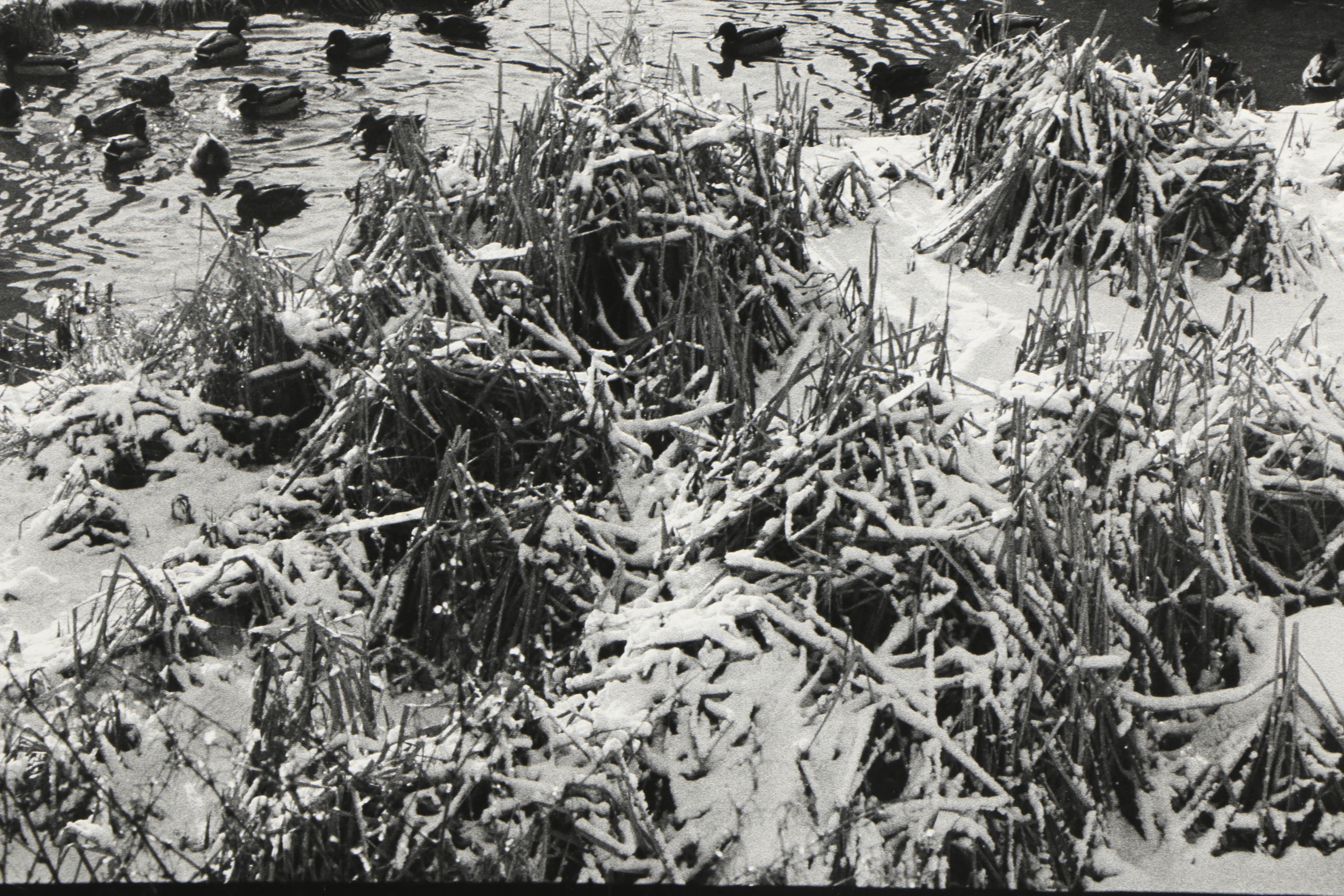 Don Werner Analog Photograph