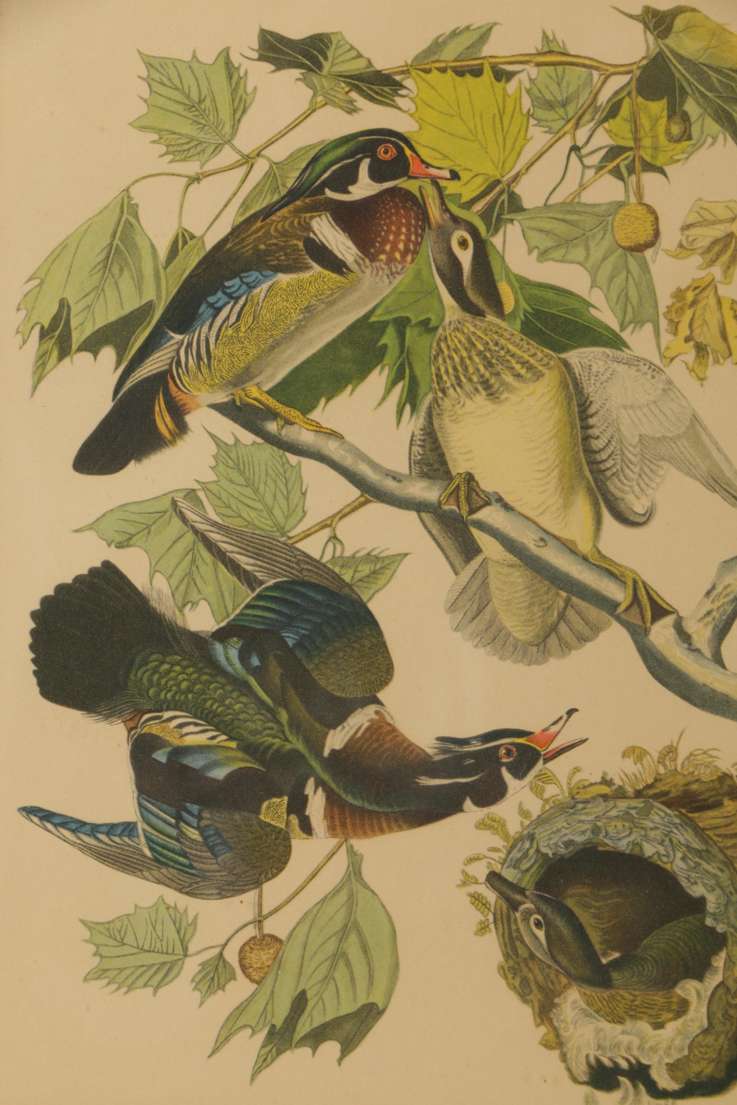 Offset Lithographs After John James Audubon