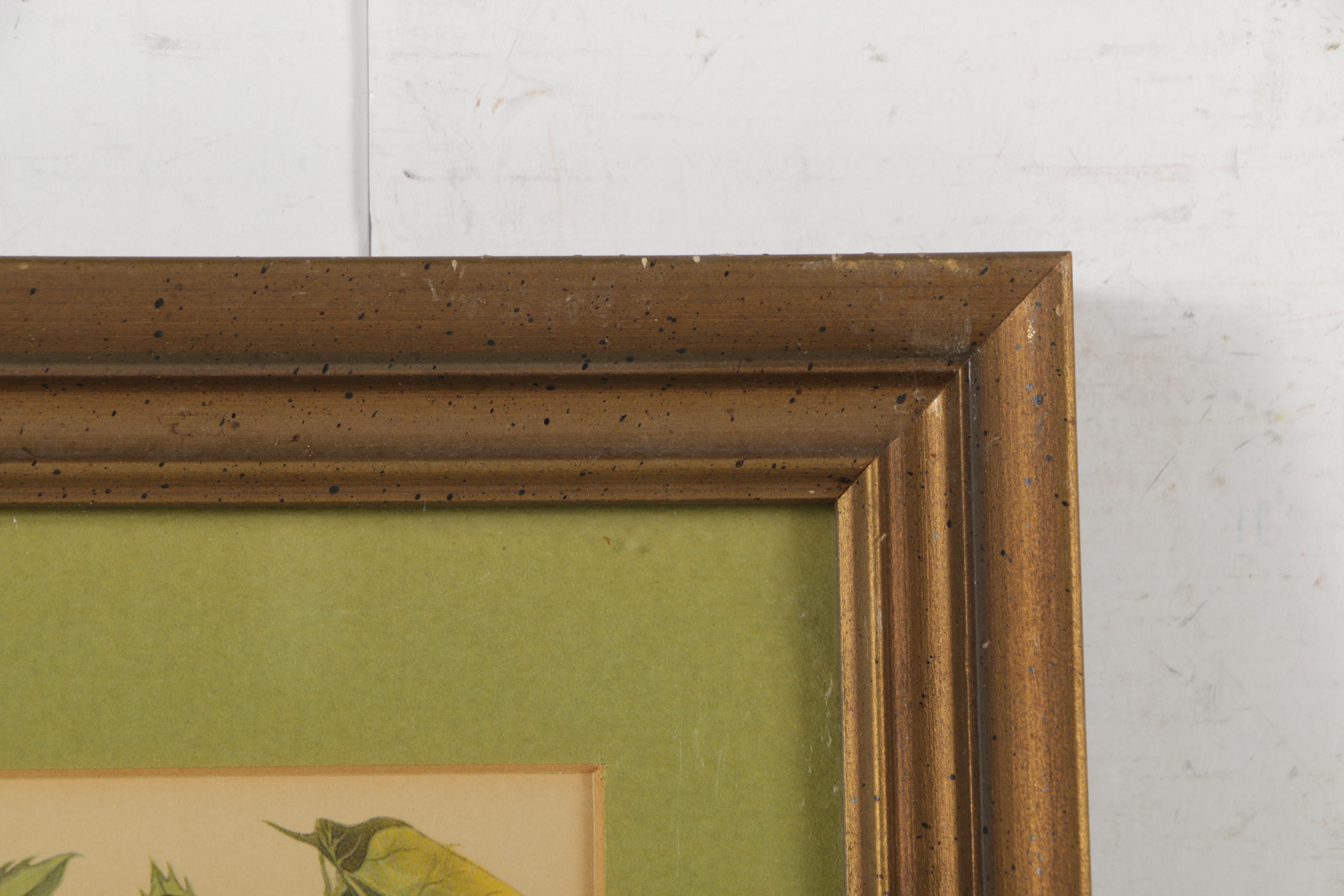 Offset Lithographs After John James Audubon