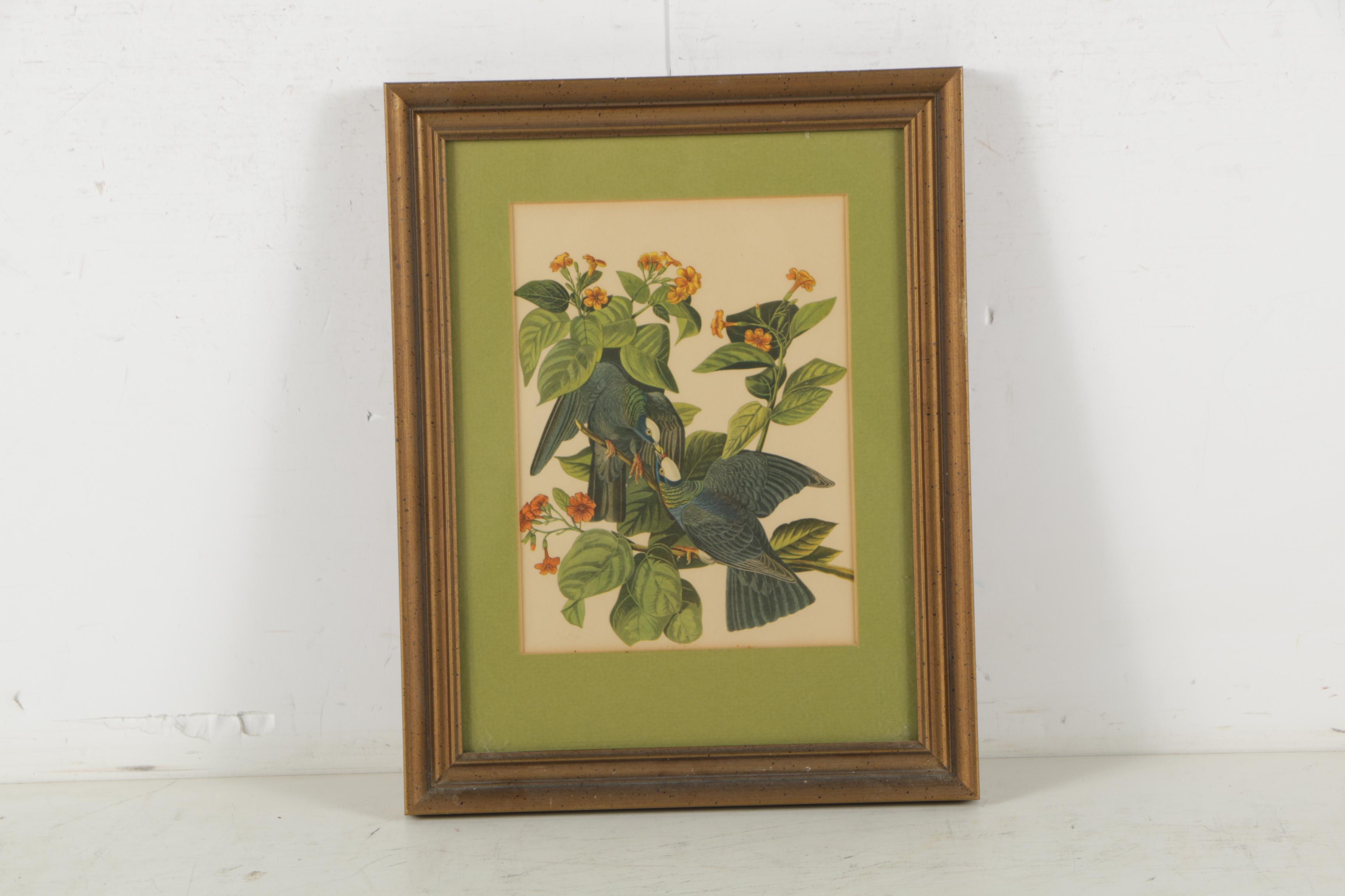 Offset Lithographs After John James Audubon