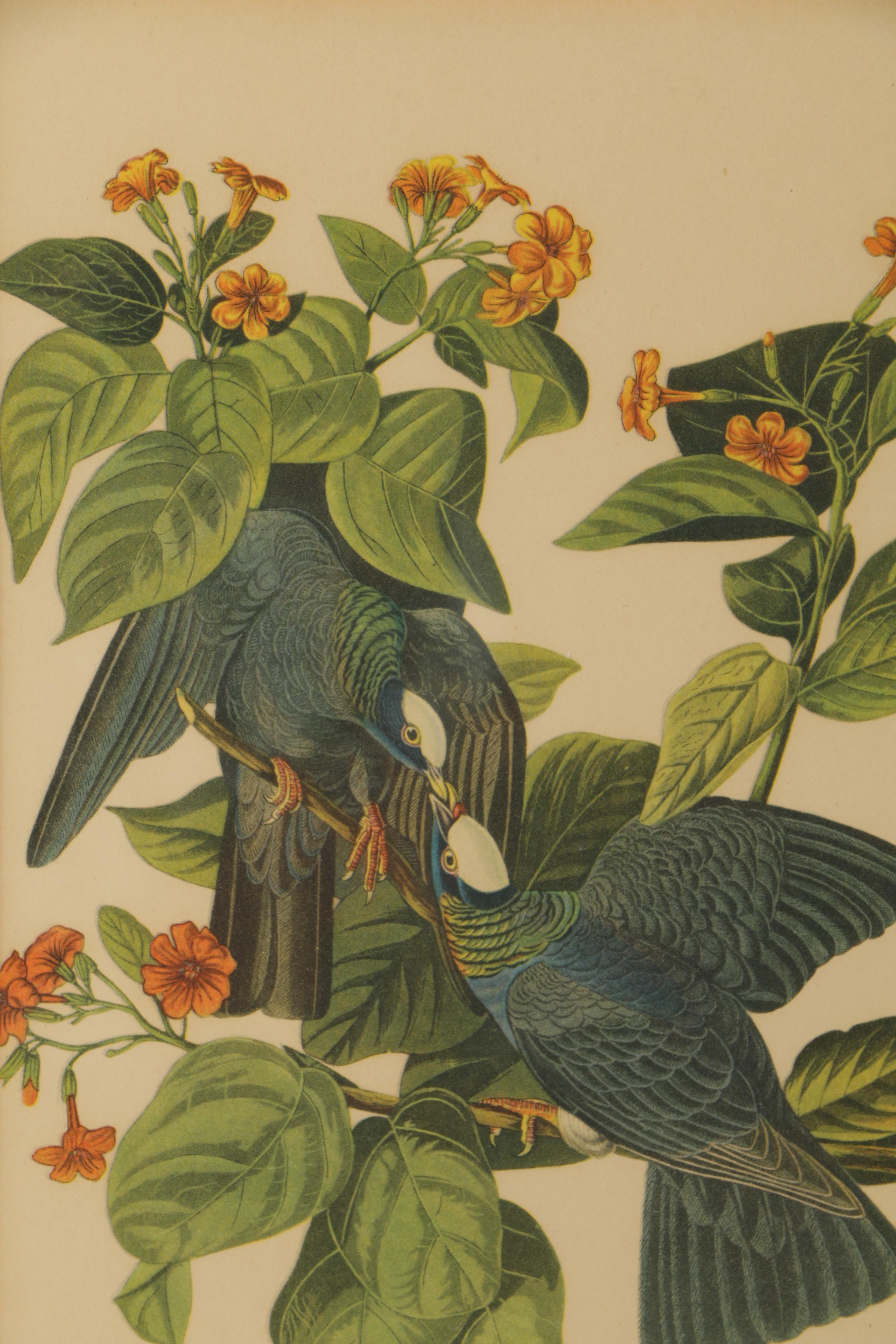 Offset Lithographs After John James Audubon