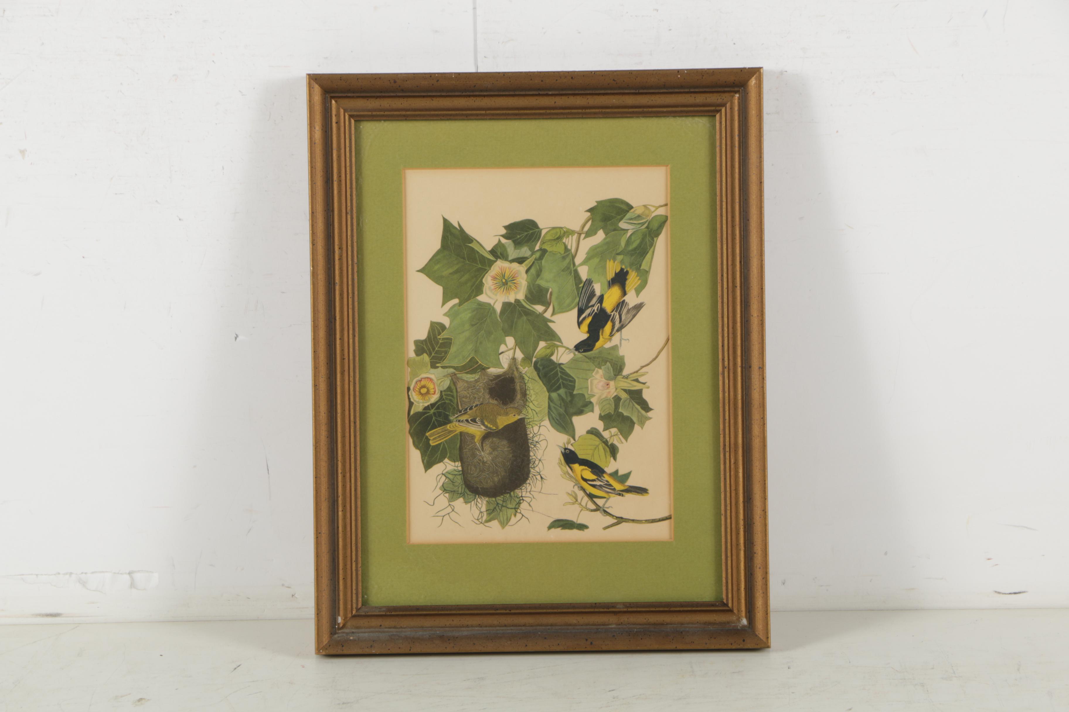 Offset Lithographs After John James Audubon