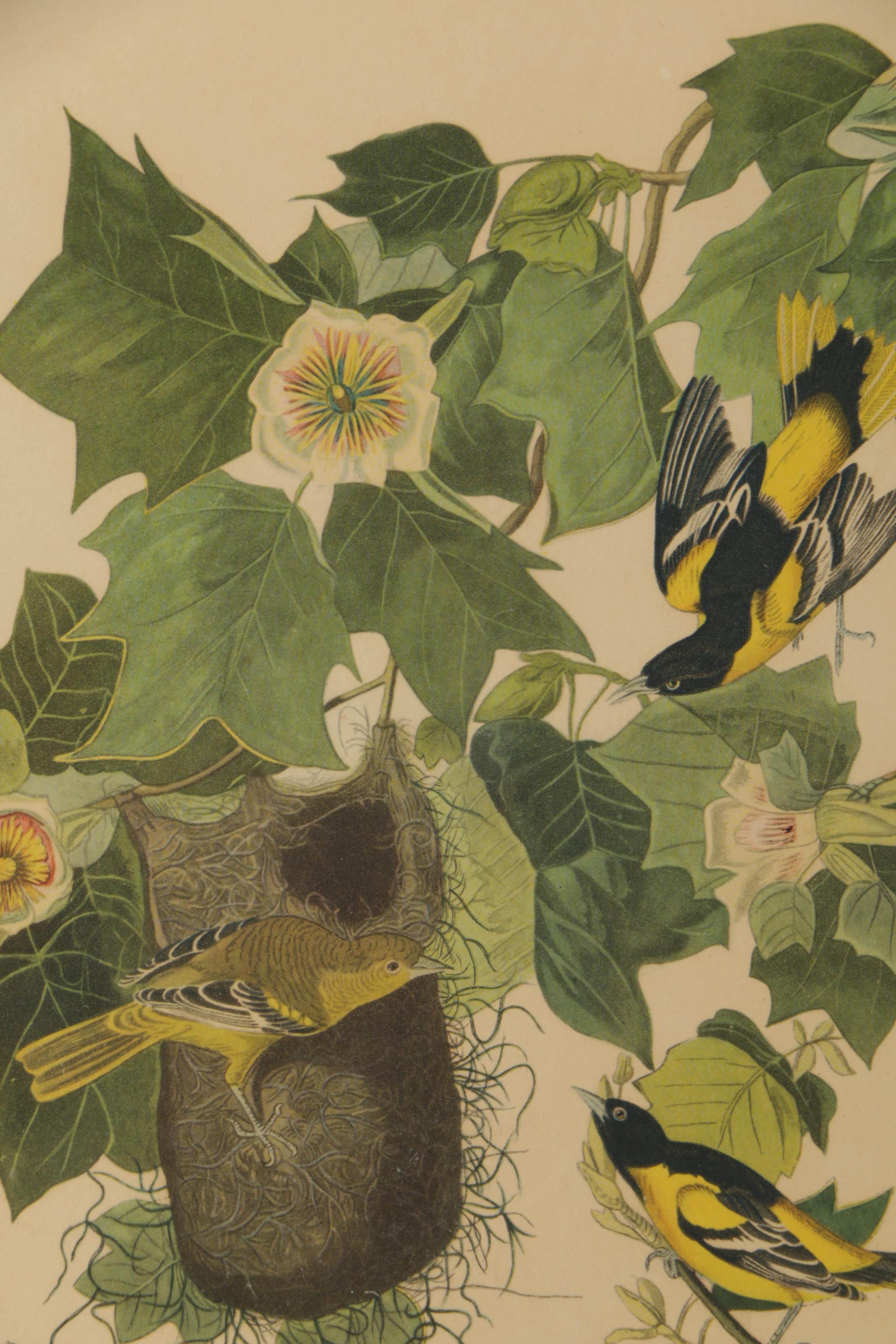 Offset Lithographs After John James Audubon