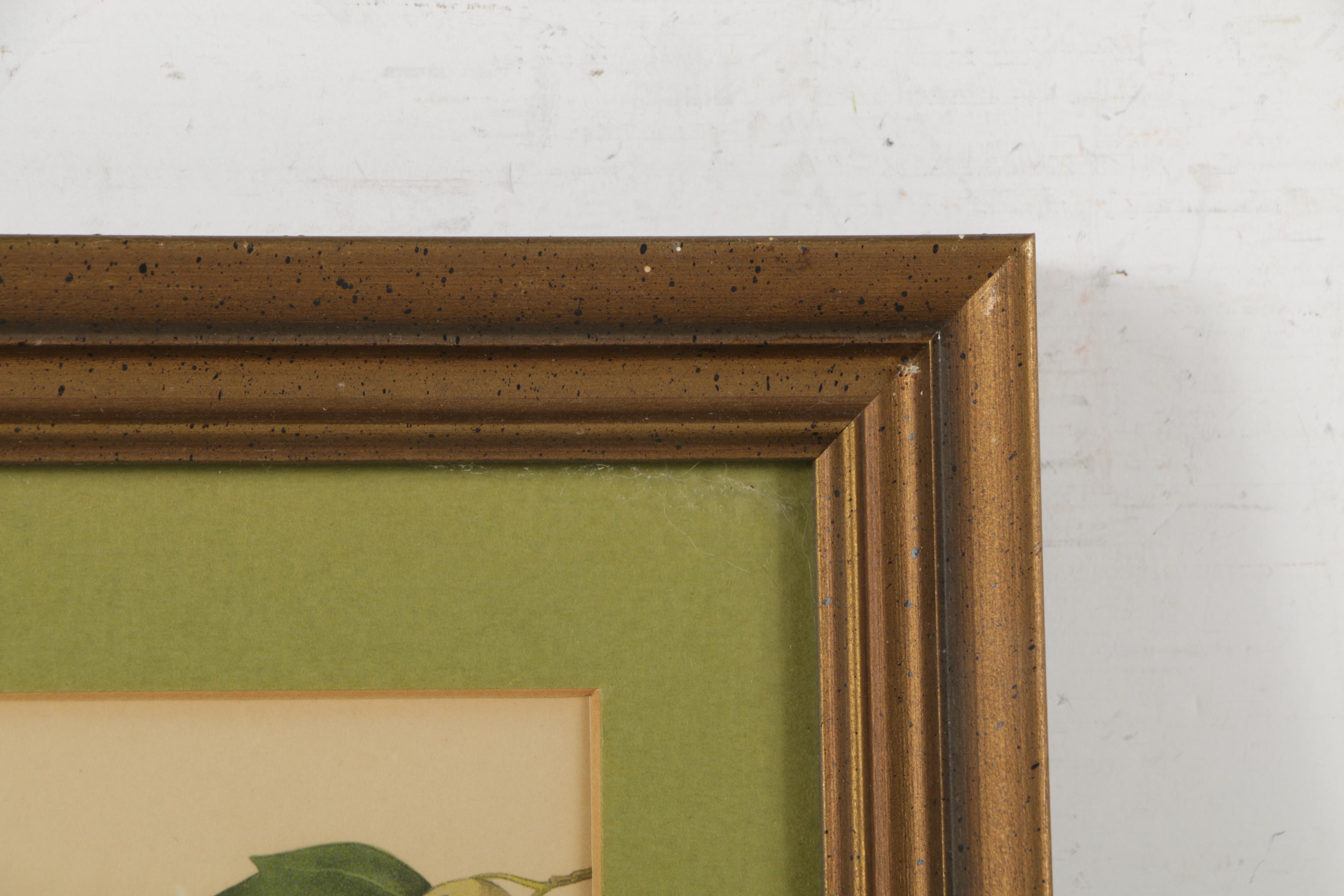 Offset Lithographs After John James Audubon