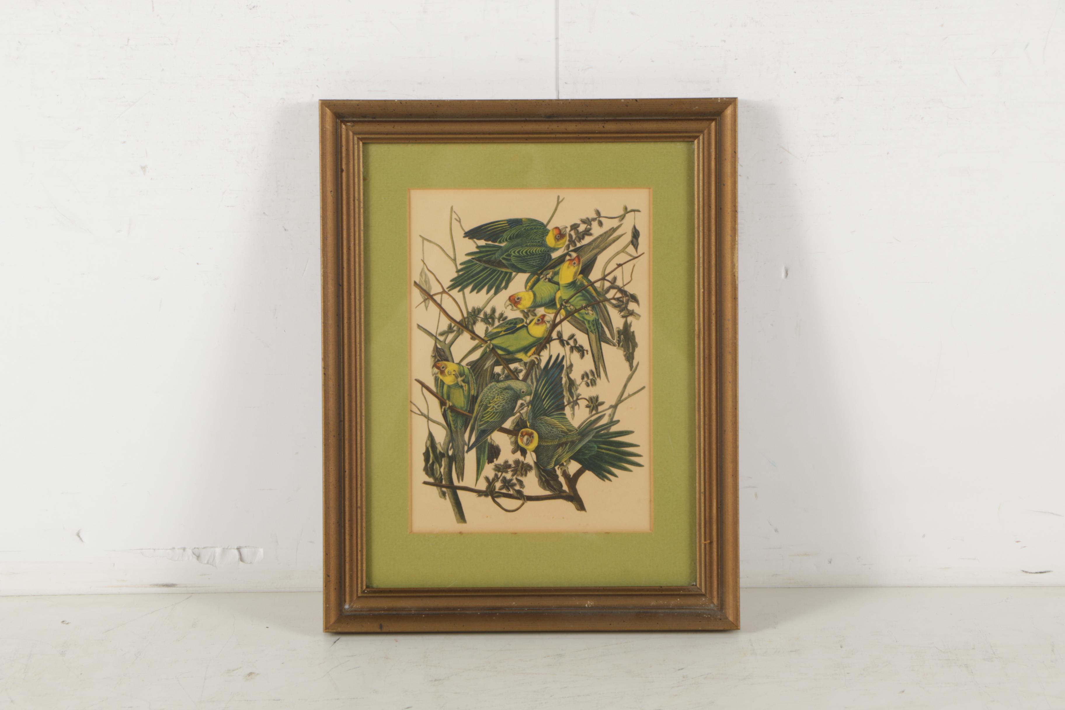 Offset Lithographs After John James Audubon