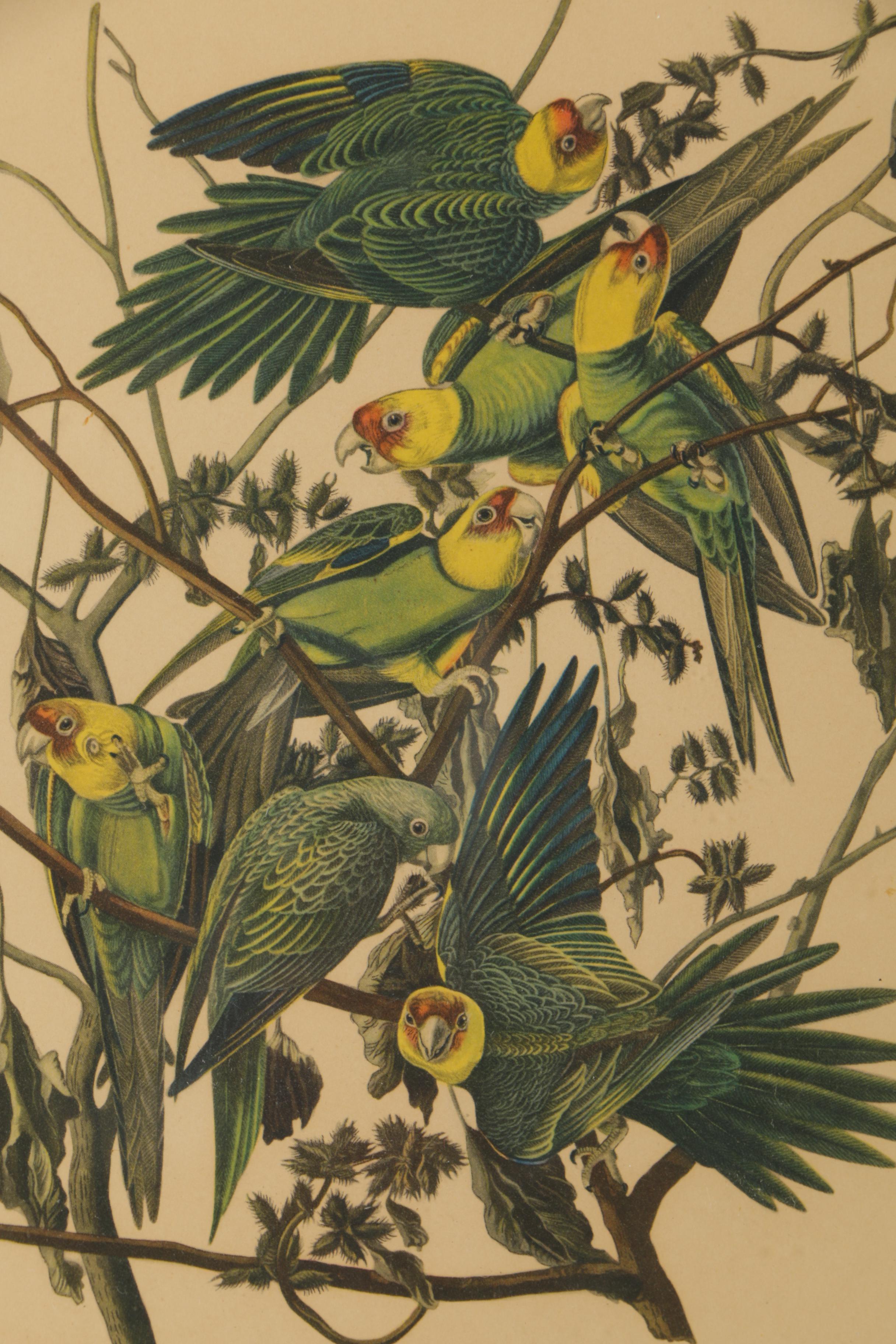 Offset Lithographs After John James Audubon