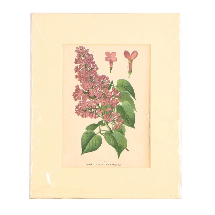 Botanical Lithograph "Lilac" from "Favourite Flowers of Garden and Greenhouse"