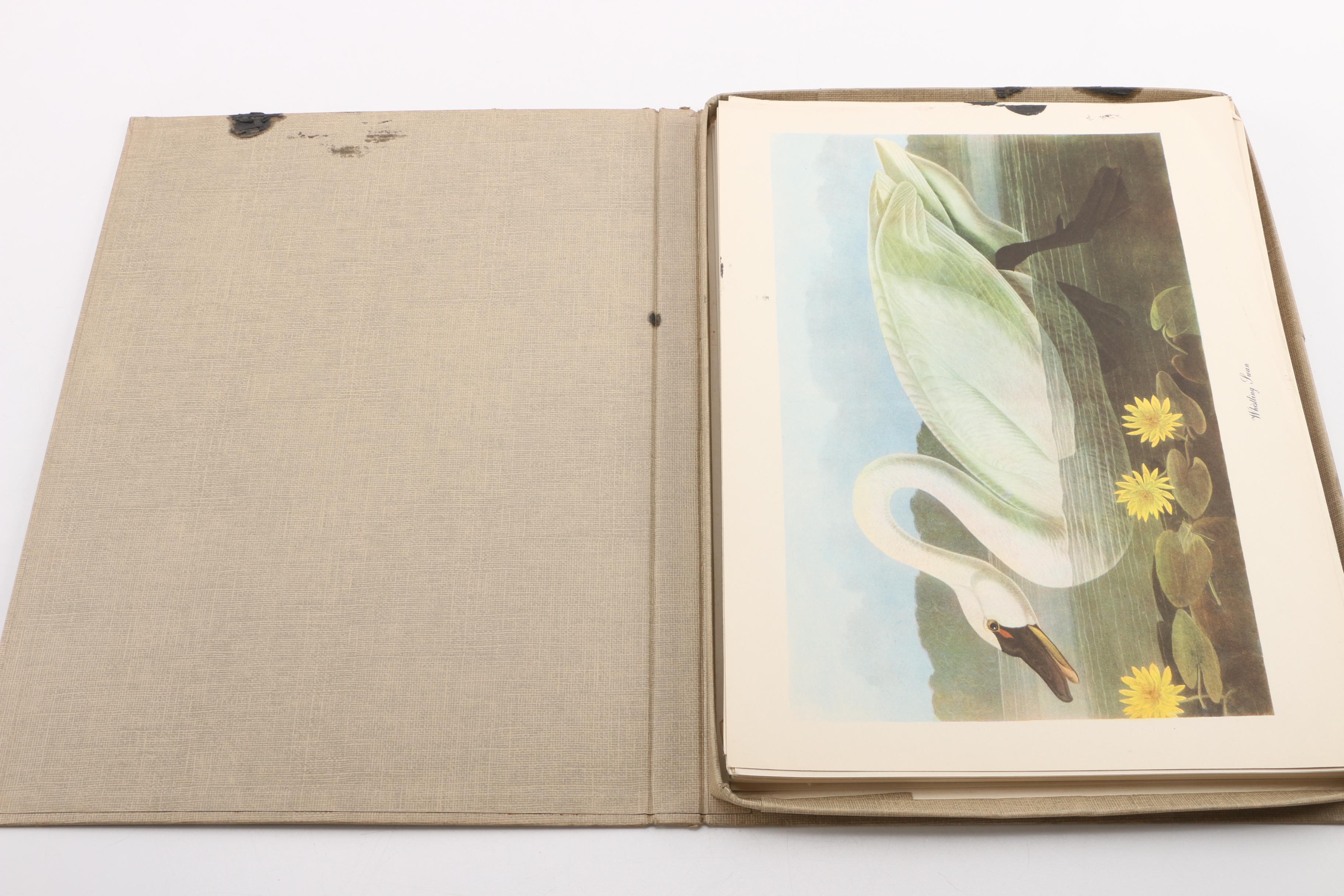 "Audubon Birds of America" and "Birds at Home"