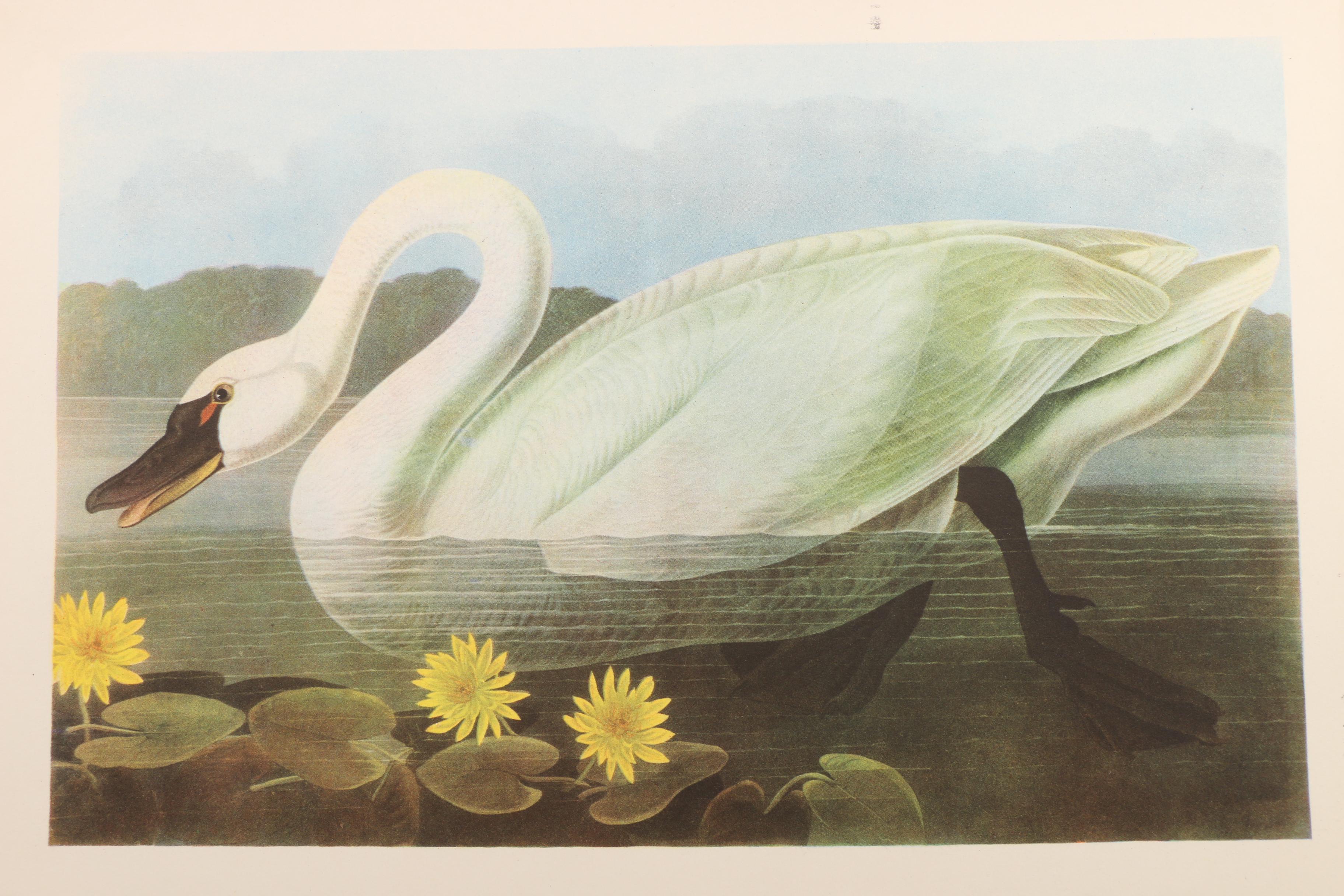 "Audubon Birds of America" and "Birds at Home"