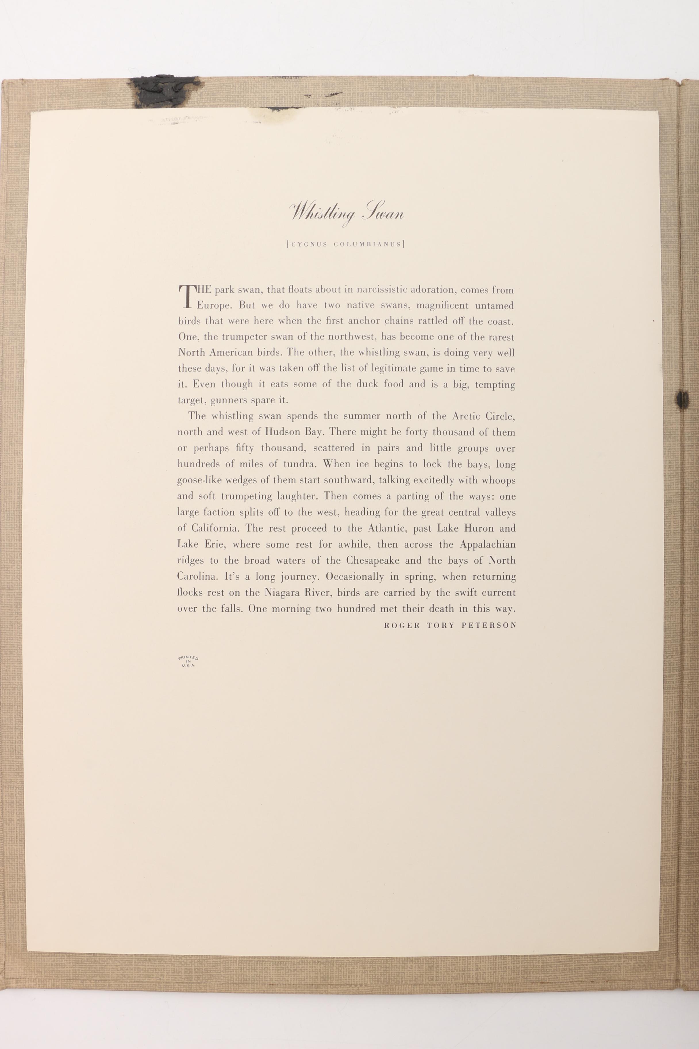 "Audubon Birds of America" and "Birds at Home"