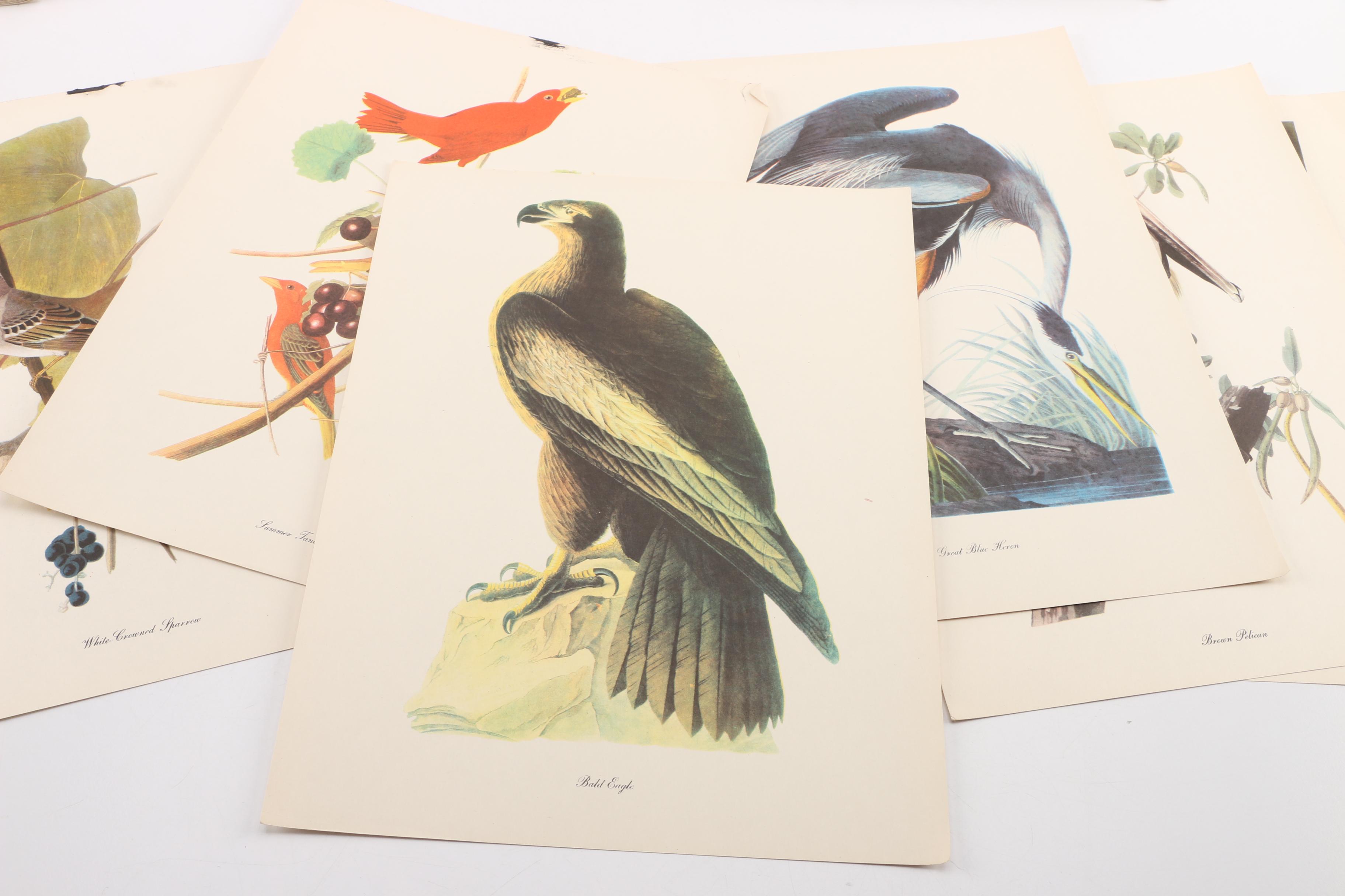 "Audubon Birds of America" and "Birds at Home"