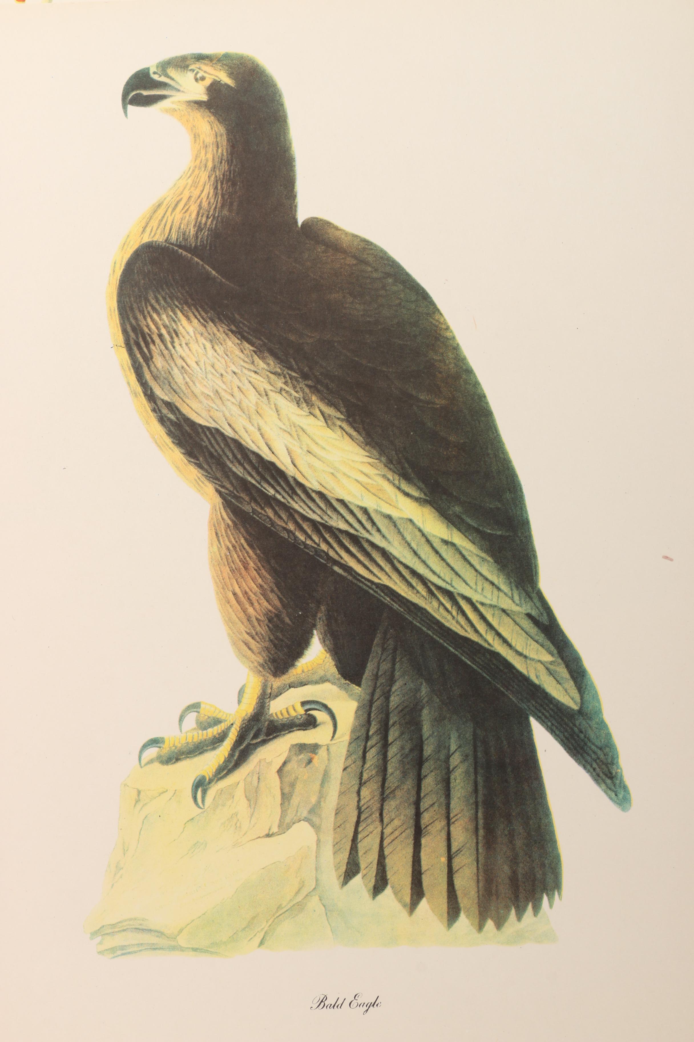 "Audubon Birds of America" and "Birds at Home"