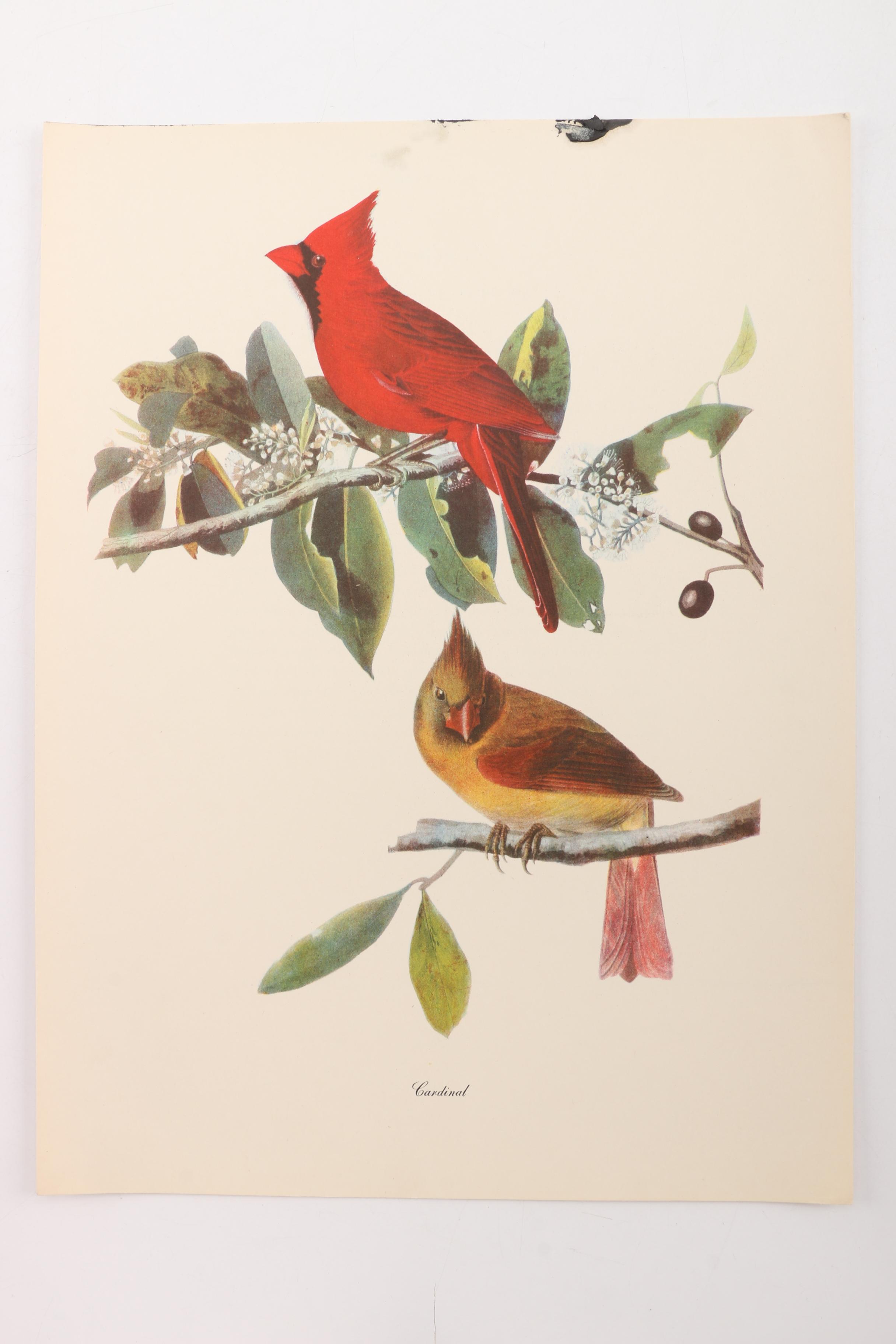 "Audubon Birds of America" and "Birds at Home"