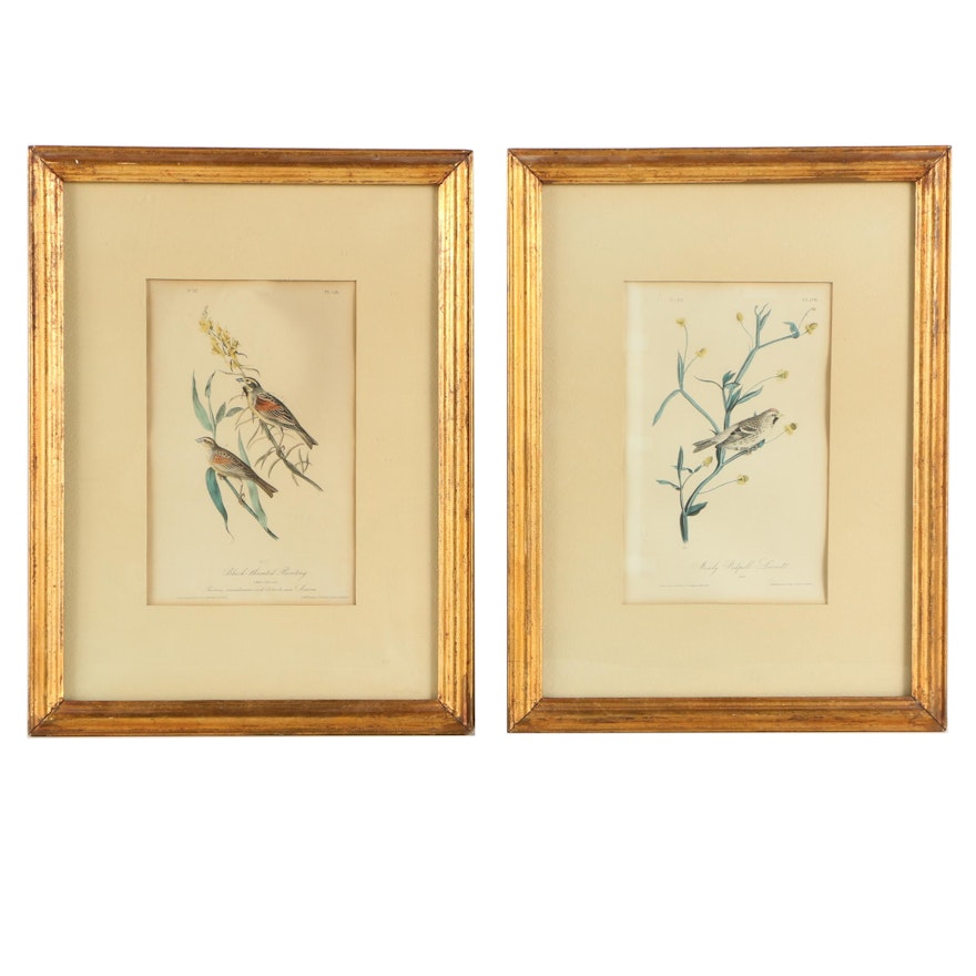 Hand-Colored Lithographs After John J. Audubon's "Birds of America"