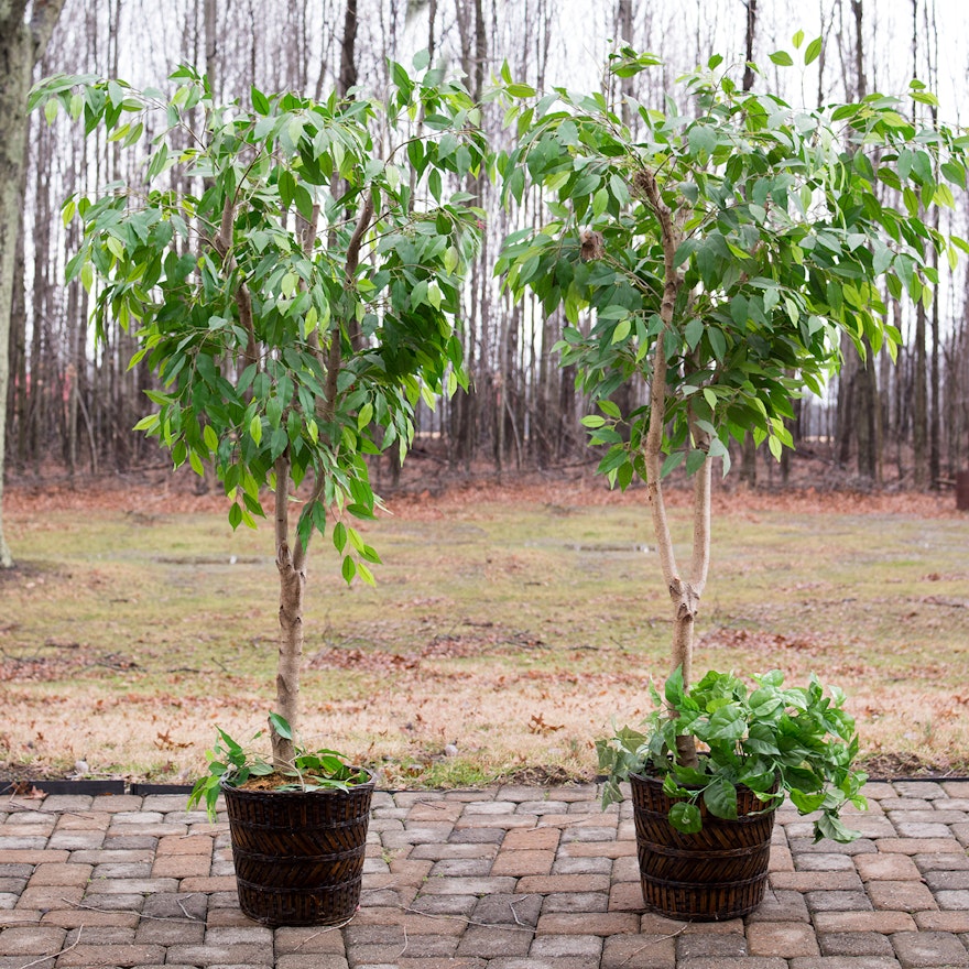 Silk Ficus Trees with Tin Planters