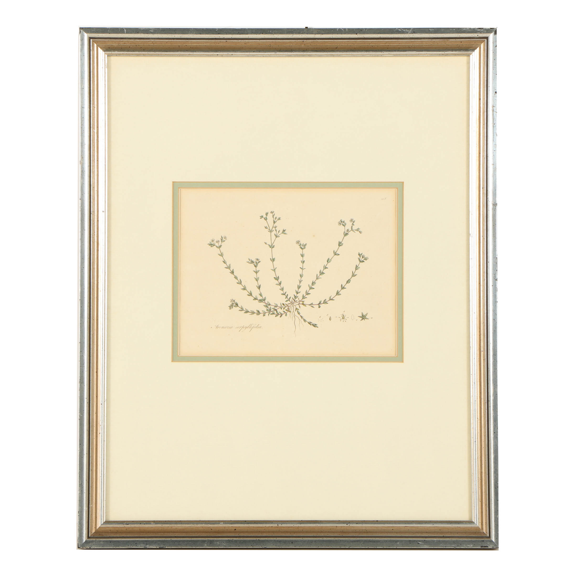 Hand-Colored Engraving "Arenaria Serpyllifolia"