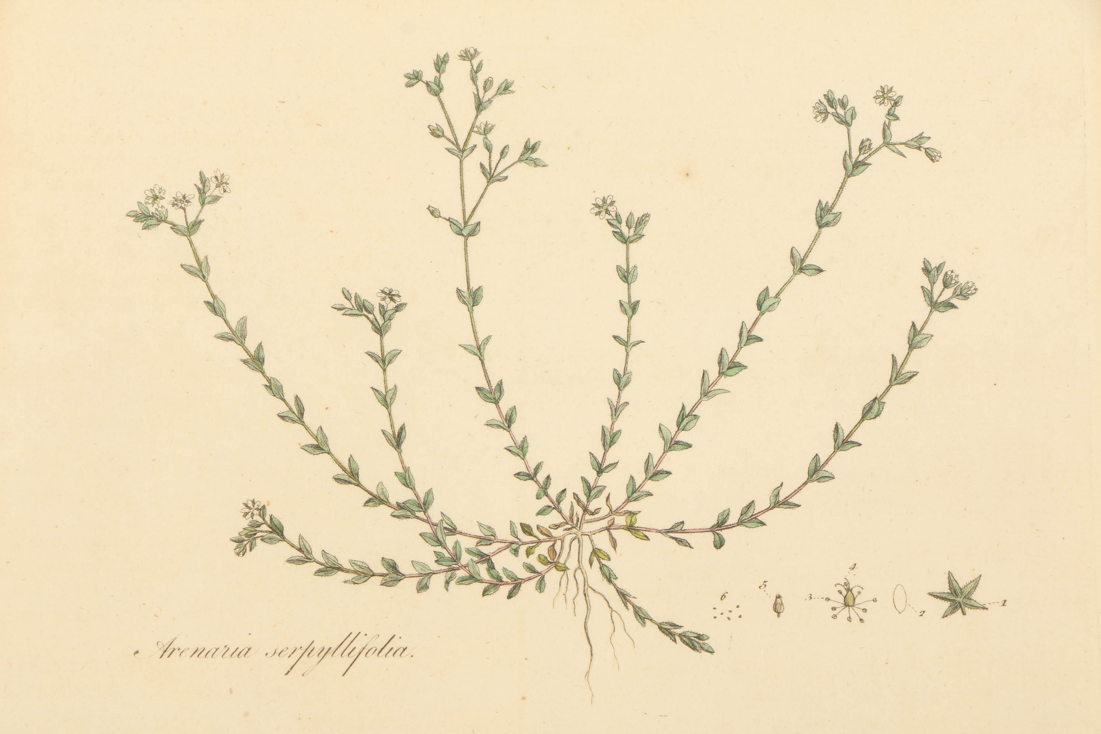 Hand-Colored Engraving "Arenaria Serpyllifolia"