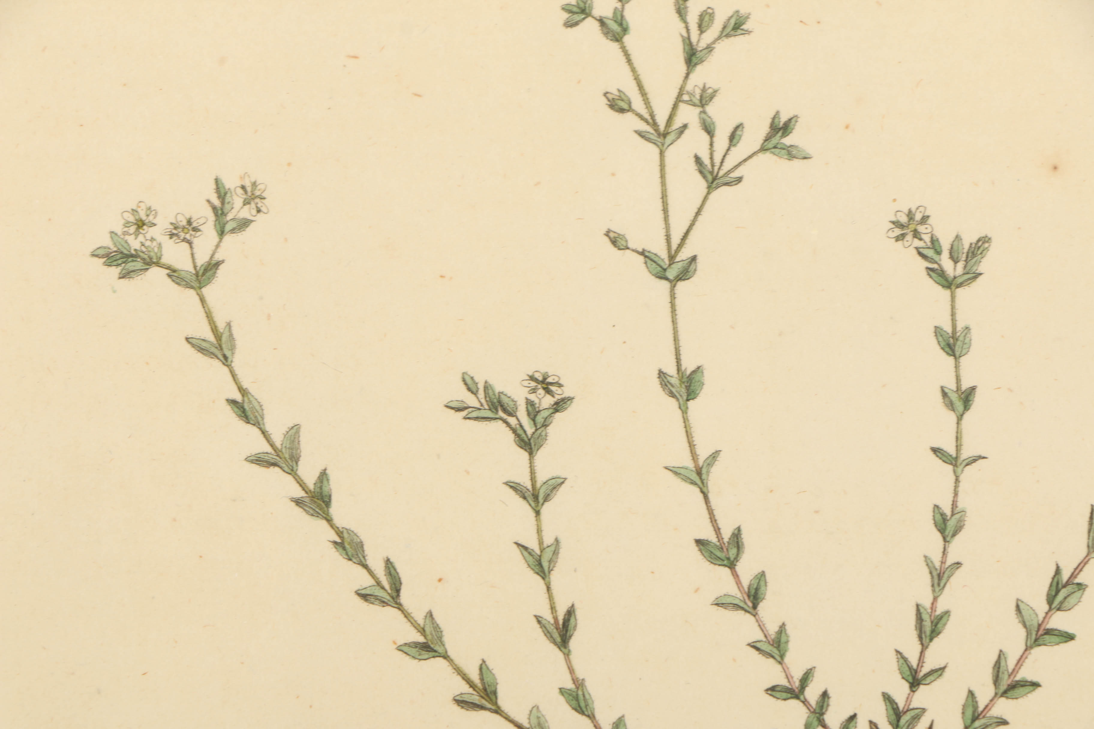 Hand-Colored Engraving "Arenaria Serpyllifolia"