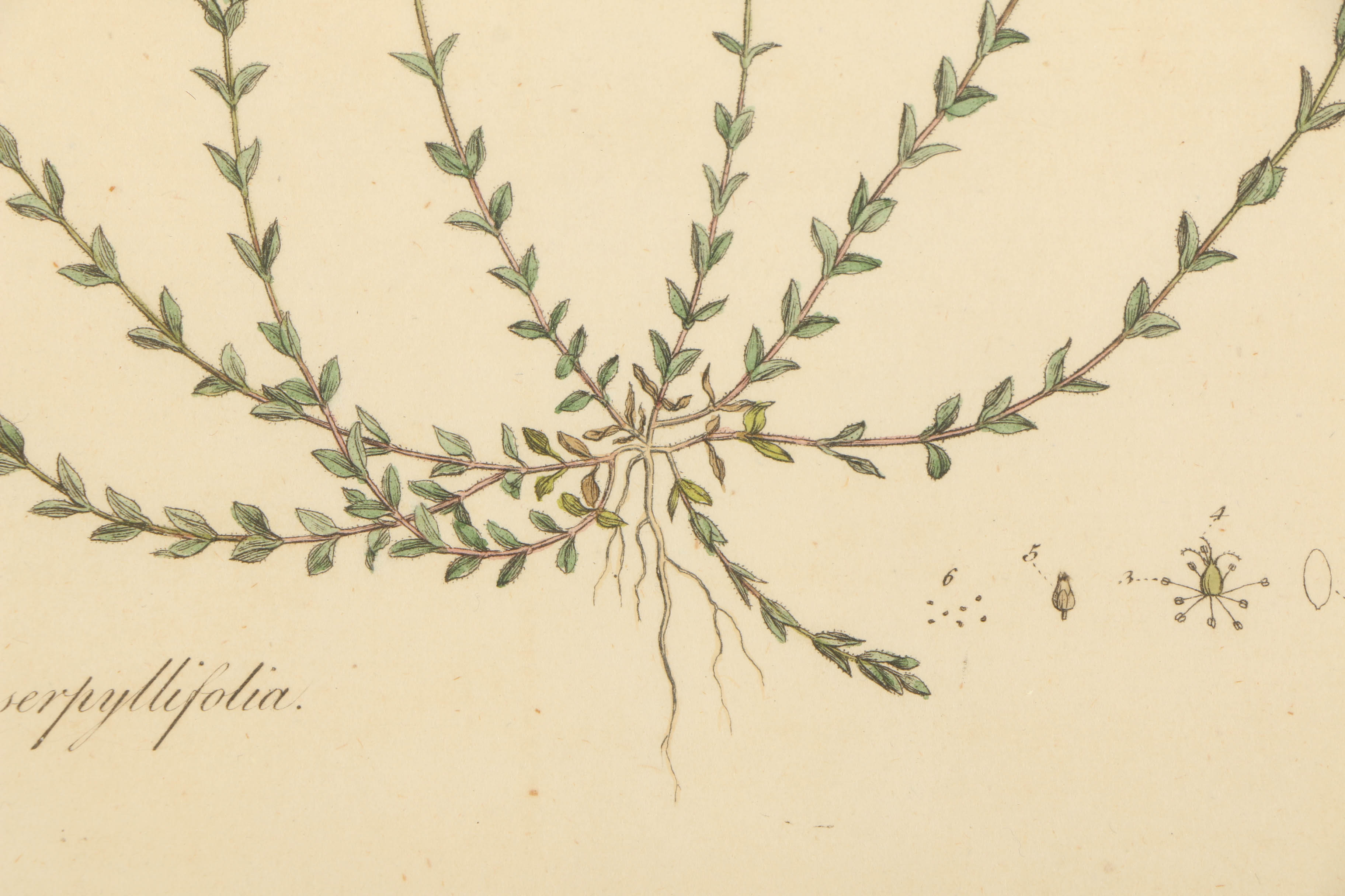 Hand-Colored Engraving "Arenaria Serpyllifolia"