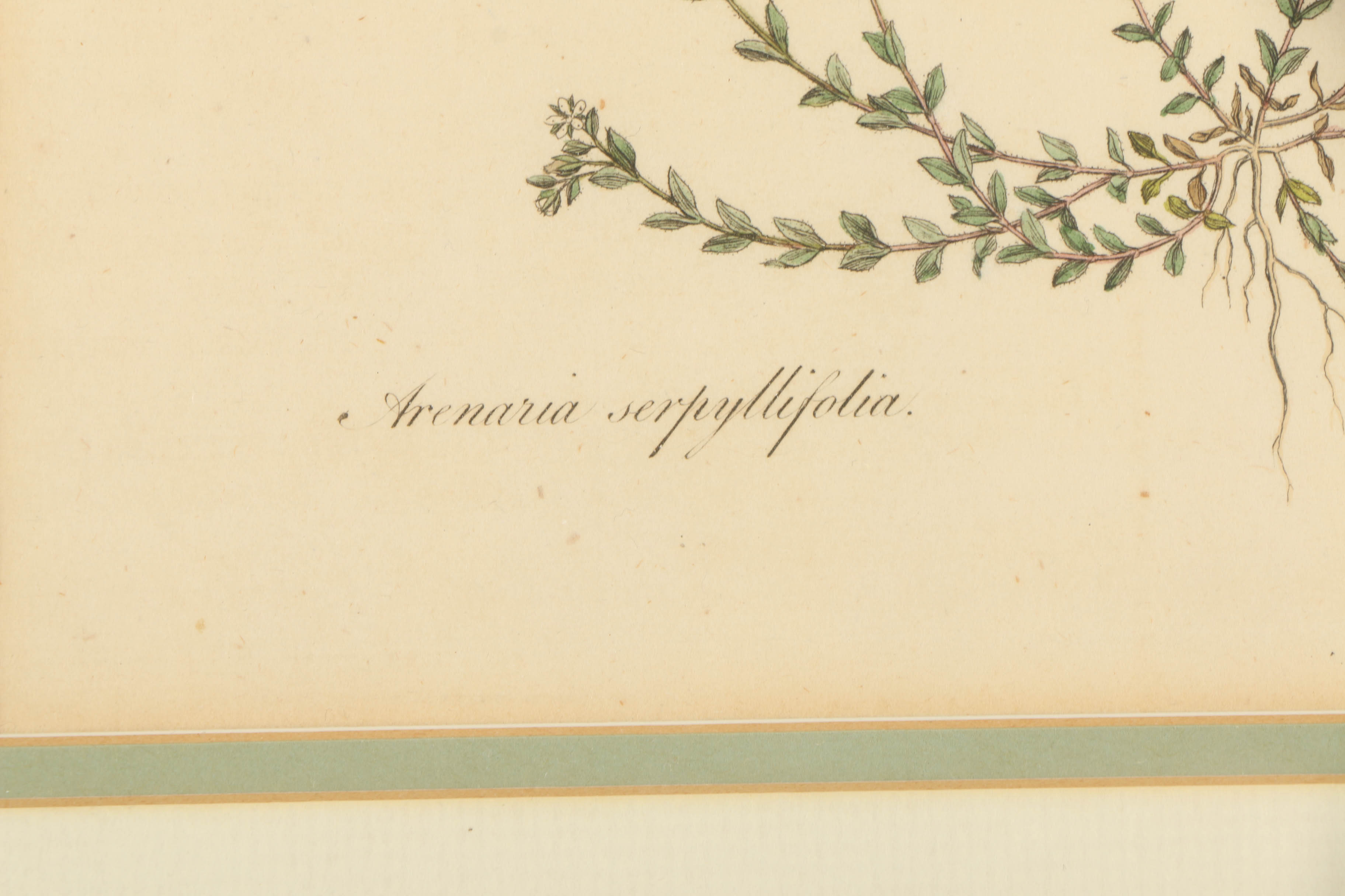 Hand-Colored Engraving "Arenaria Serpyllifolia"