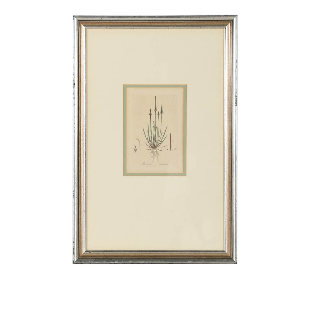 Hand-Colored Engraving "Myosurus Minimus"