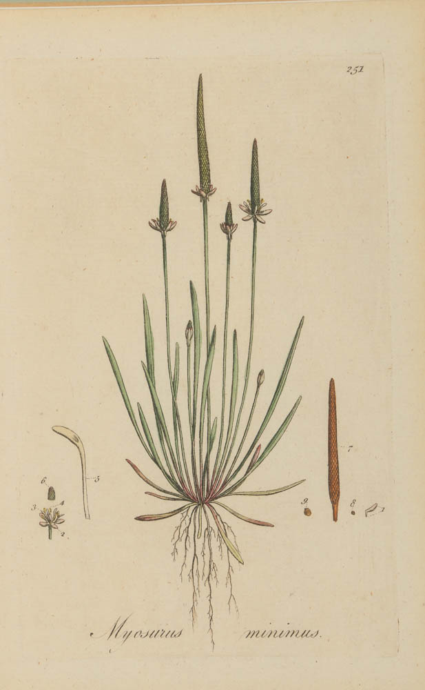 Hand-Colored Engraving "Myosurus Minimus"