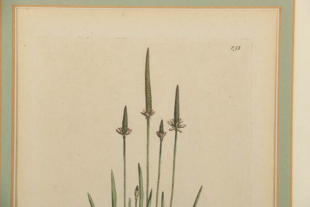 Hand-Colored Engraving "Myosurus Minimus"