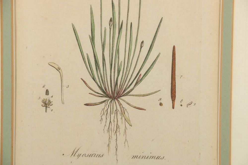 Hand-Colored Engraving "Myosurus Minimus"