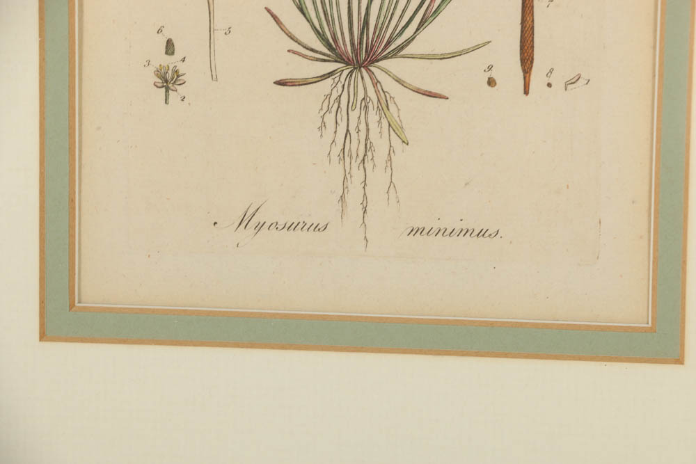 Hand-Colored Engraving "Myosurus Minimus"