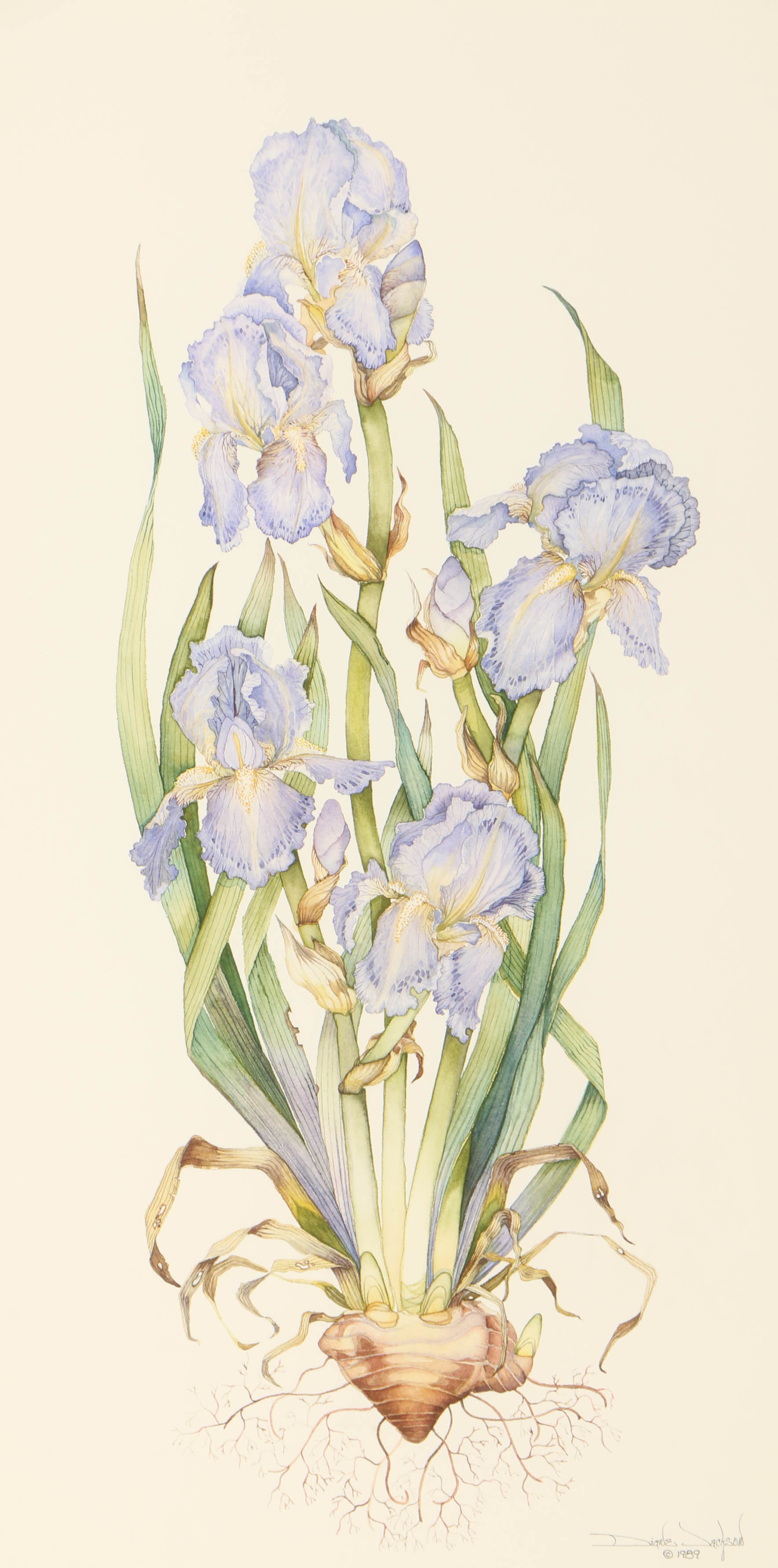 Diane Jackson Watercolor