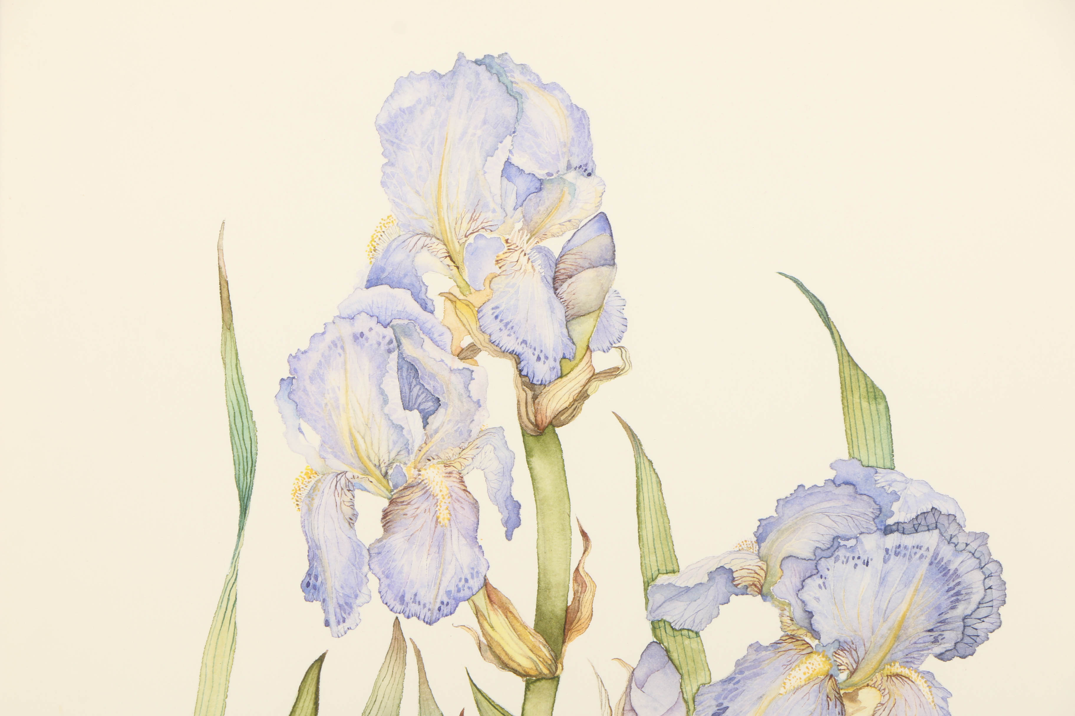 Diane Jackson Watercolor