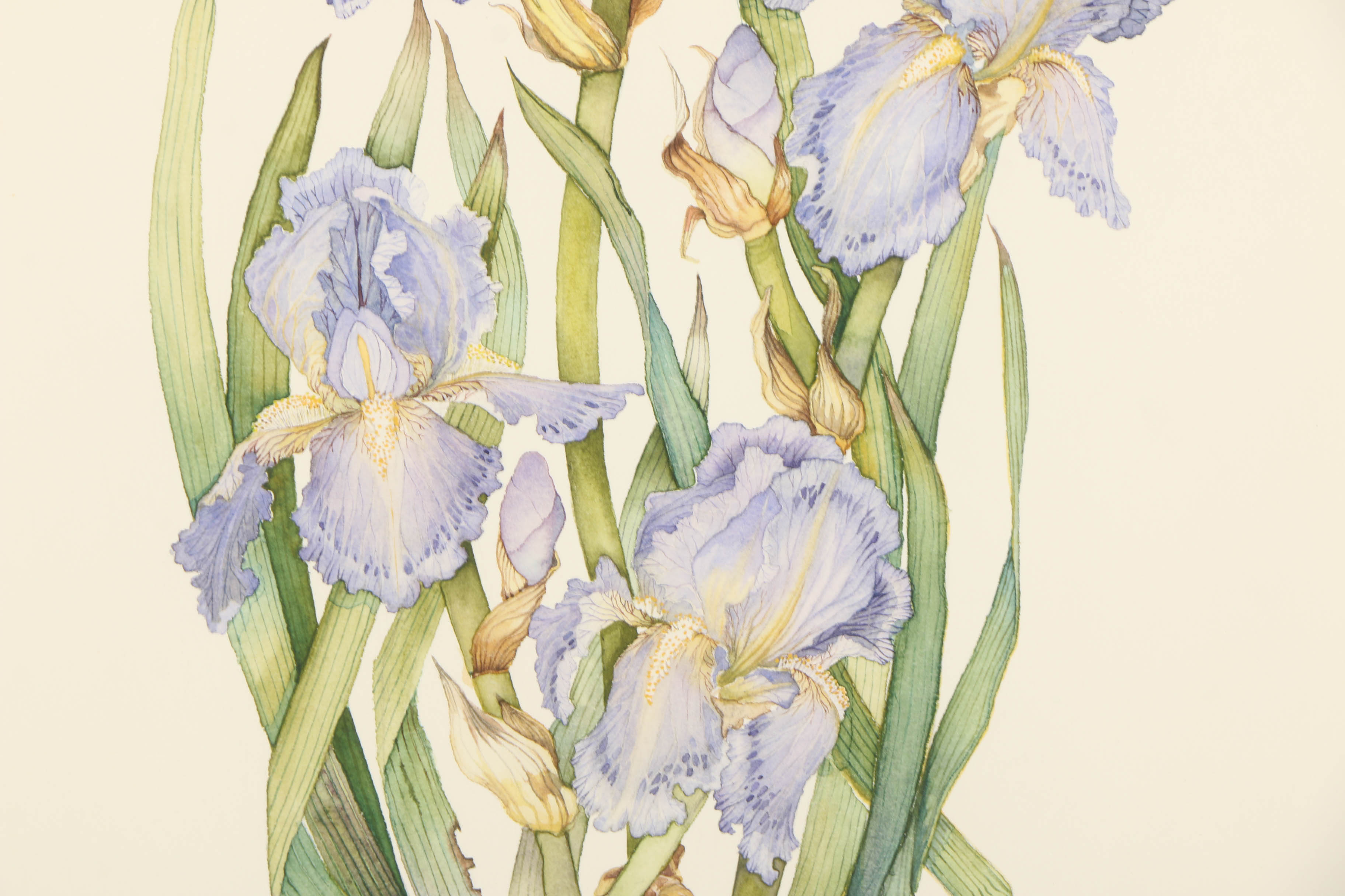 Diane Jackson Watercolor